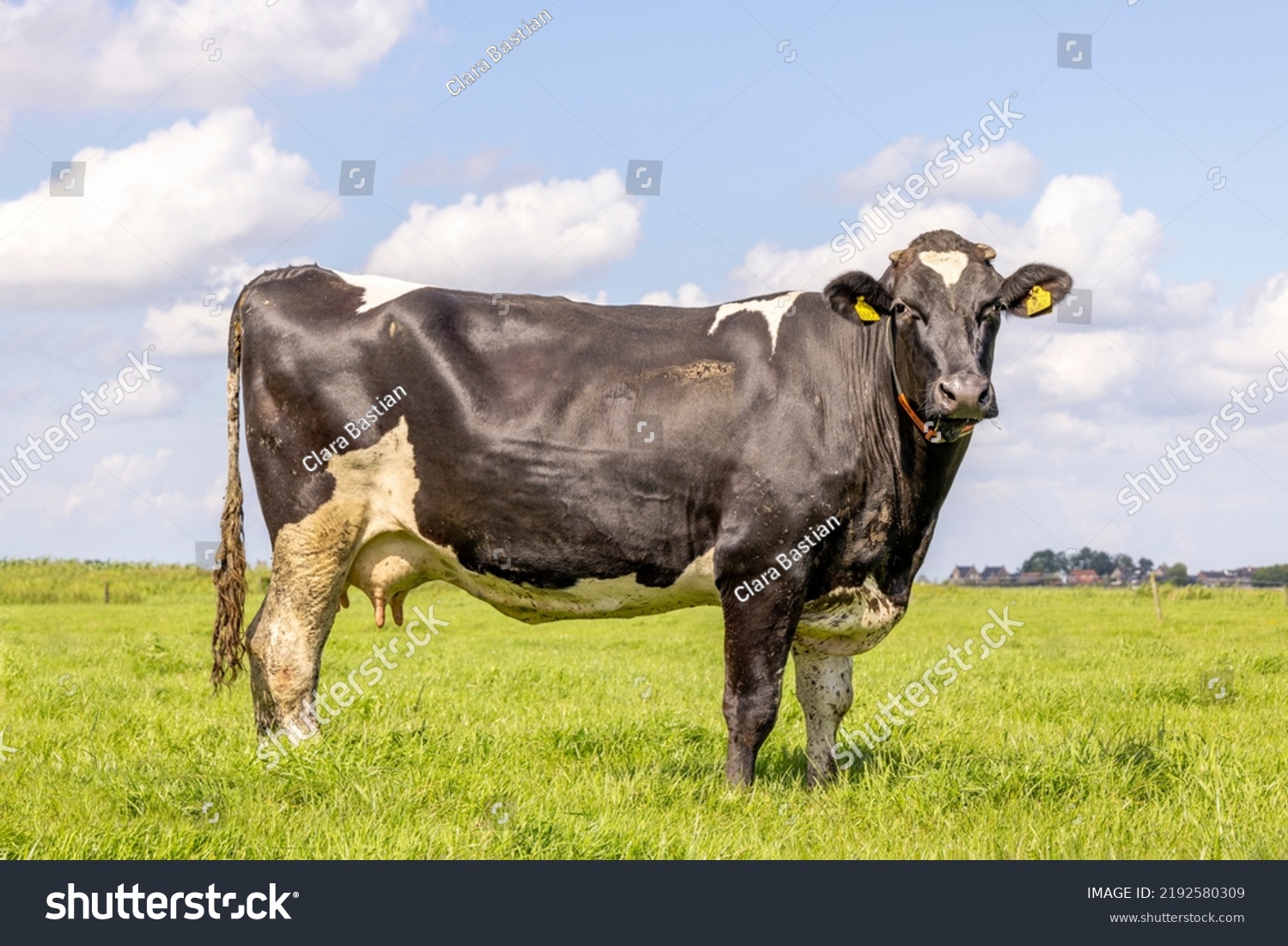 Cow Full Length Side View Field Stock Photo 2192580309 | Shutterstock