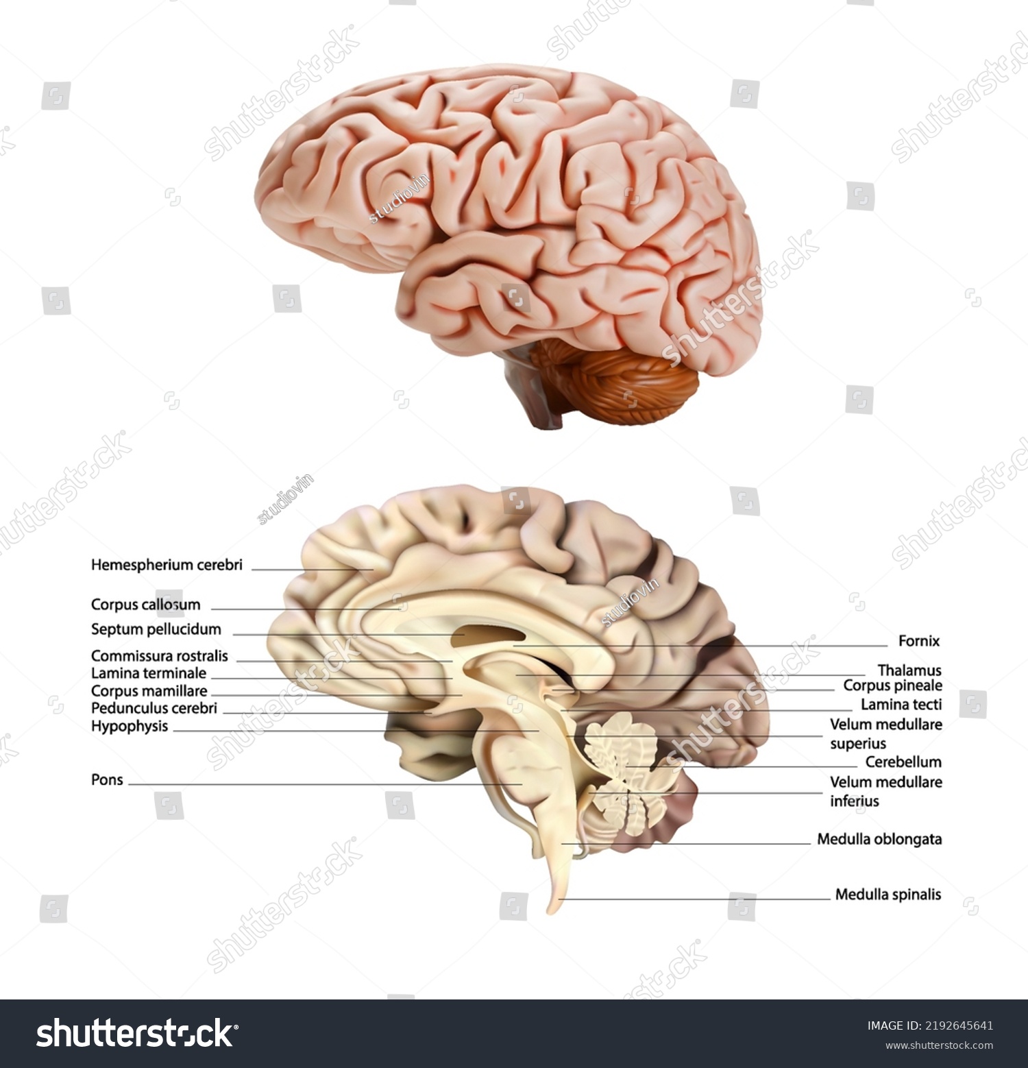 Sectional Diagram Right Lobe Human Brain Stock Vector (Royalty Free ...