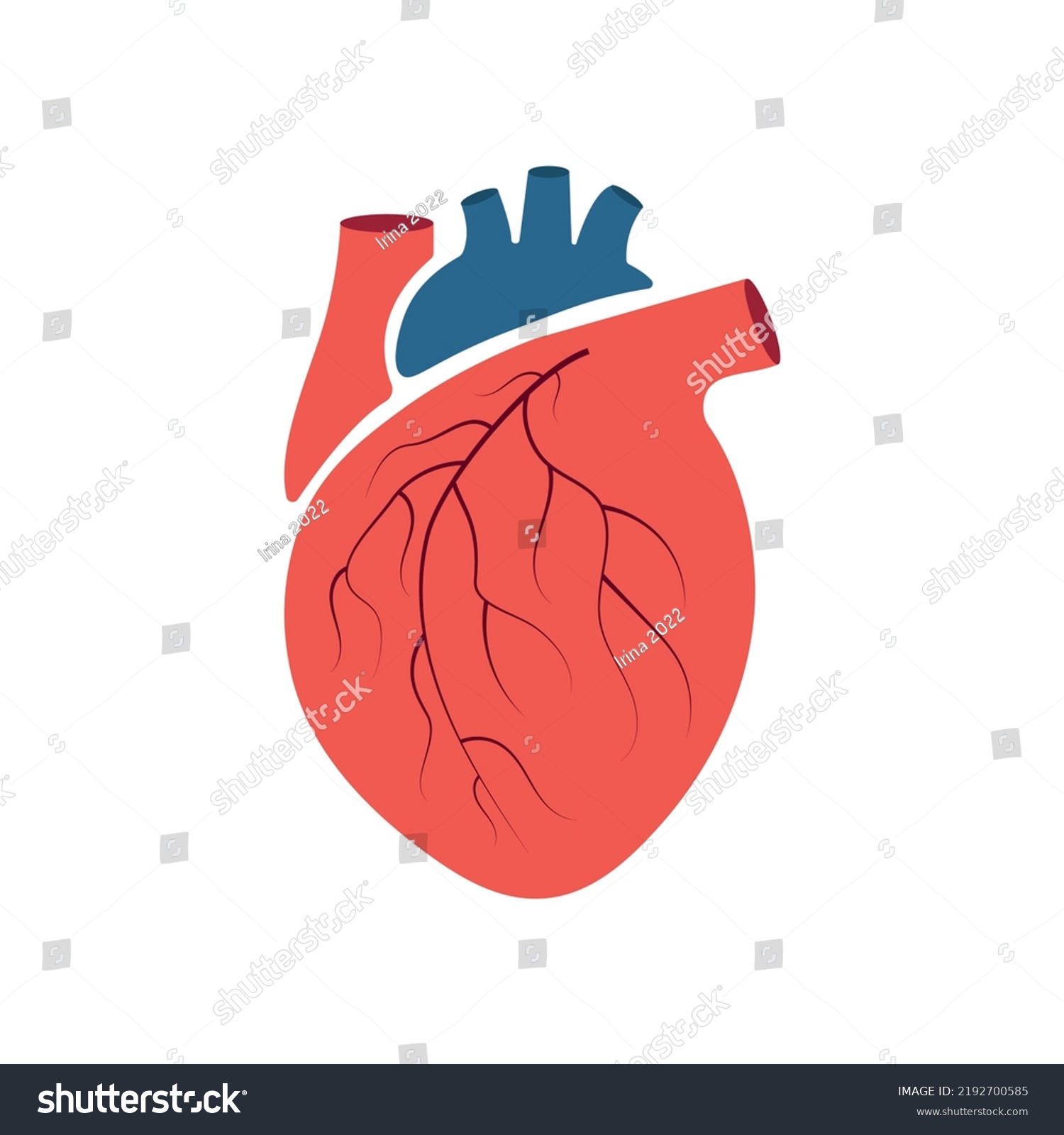 Human Heart Aorta Veins Stock Vector (Royalty Free) 2192700585 ...