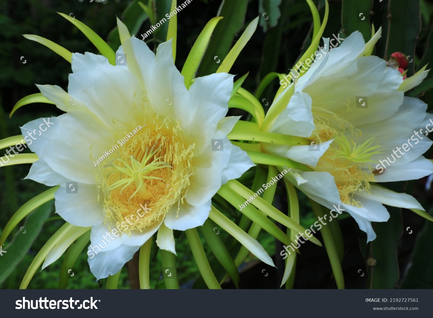 Dragon Fruit White Fleshed Pitahaya Flower Stock Photo 2192727561 ...