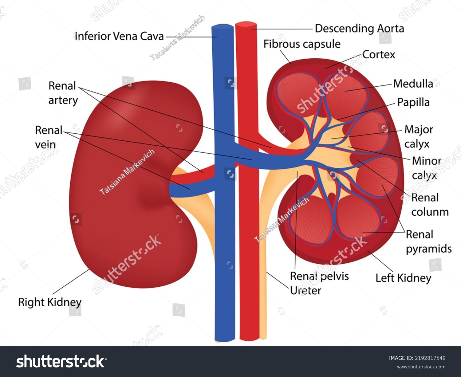 Kedney Anatomy Pointers Vector Illustration Stock Vector (Royalty Free ...