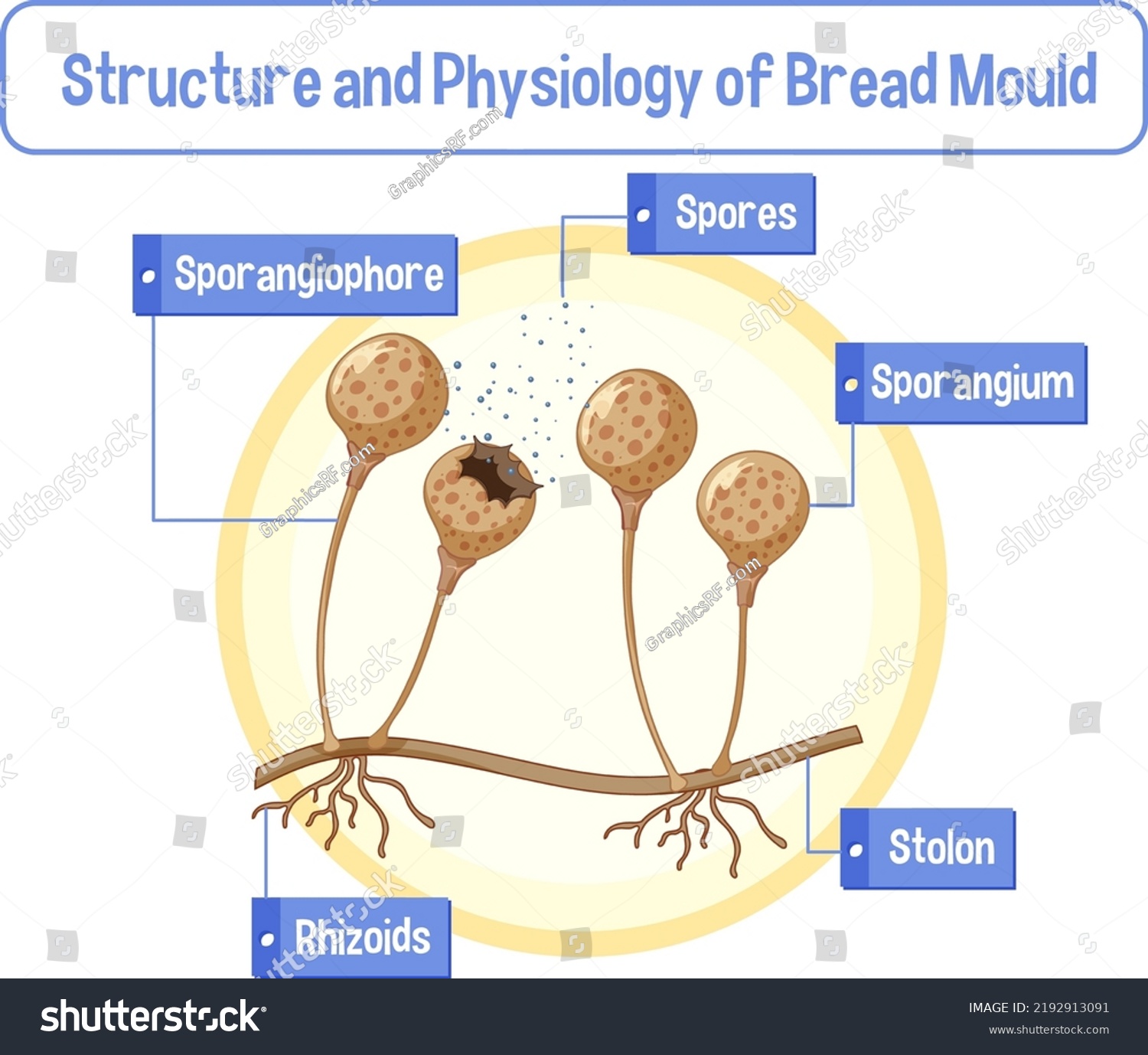 Structure Physiology Bread Mold Illustration Stock Vector (royalty Free 