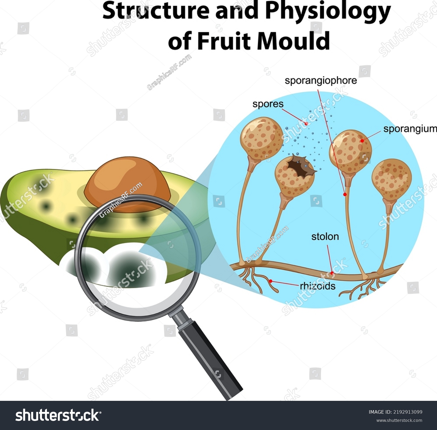 Structure Physiology Avocado Mold Illustration Stock Vector (Royalty ...