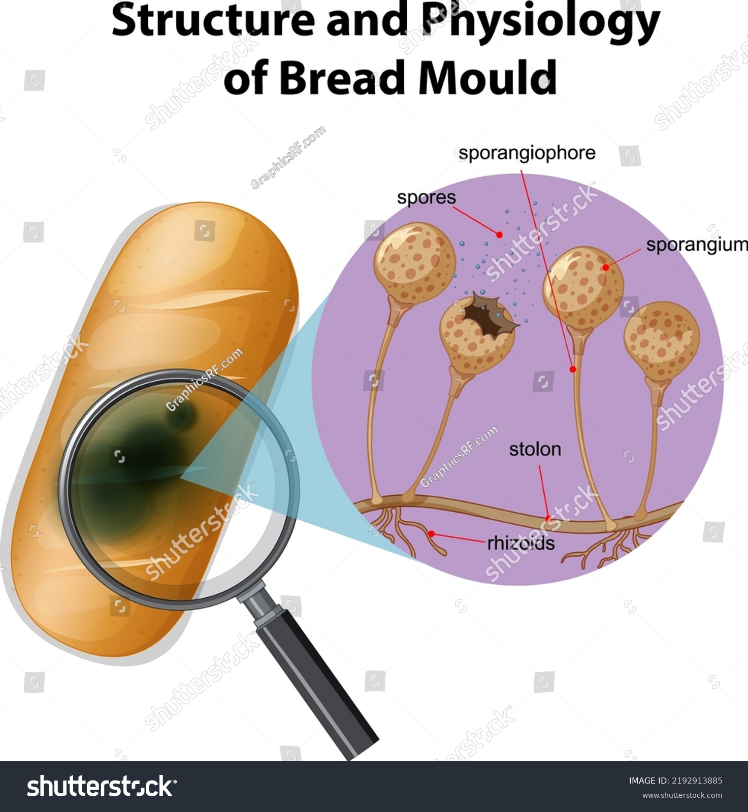 Structure Physiology Bread Mold Illustration Stock Vector (Royalty Free ...