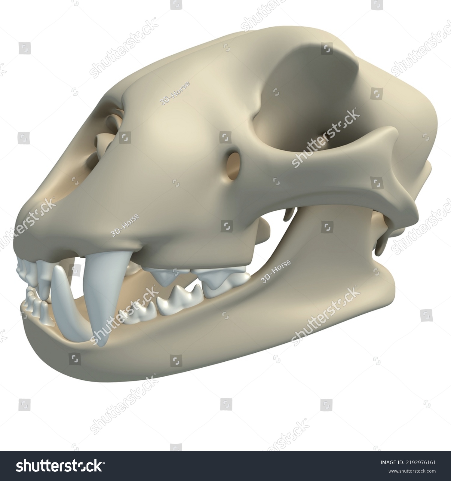 Cheetah Skull Animal Anatomy 3d Rendering Stock Illustration 2192976161 ...