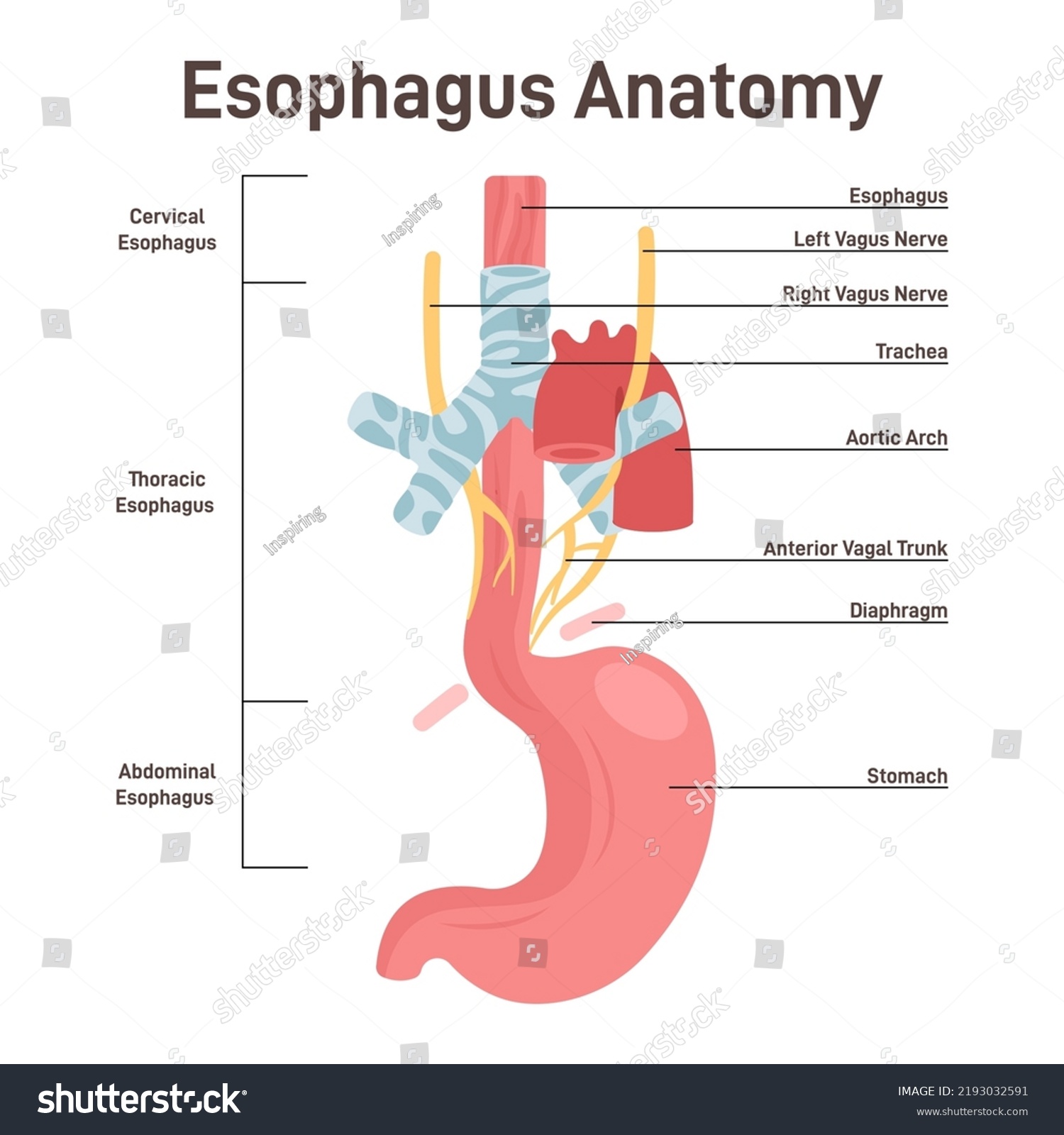 Esophagus Anatomy Muscular Tube That Carries