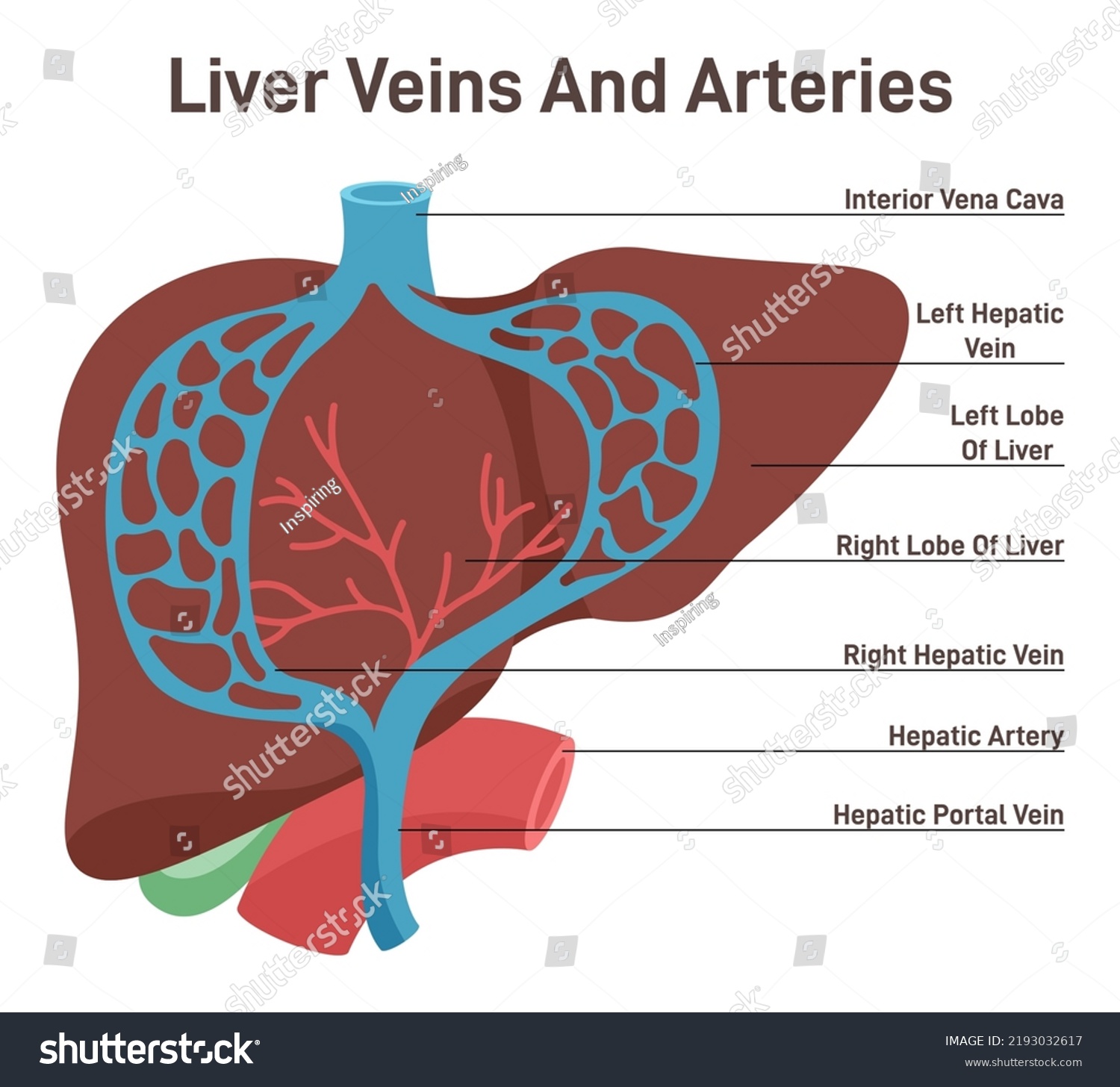 Liver Veins Arteries Human Internal Organ Stock Vector (Royalty Free ...