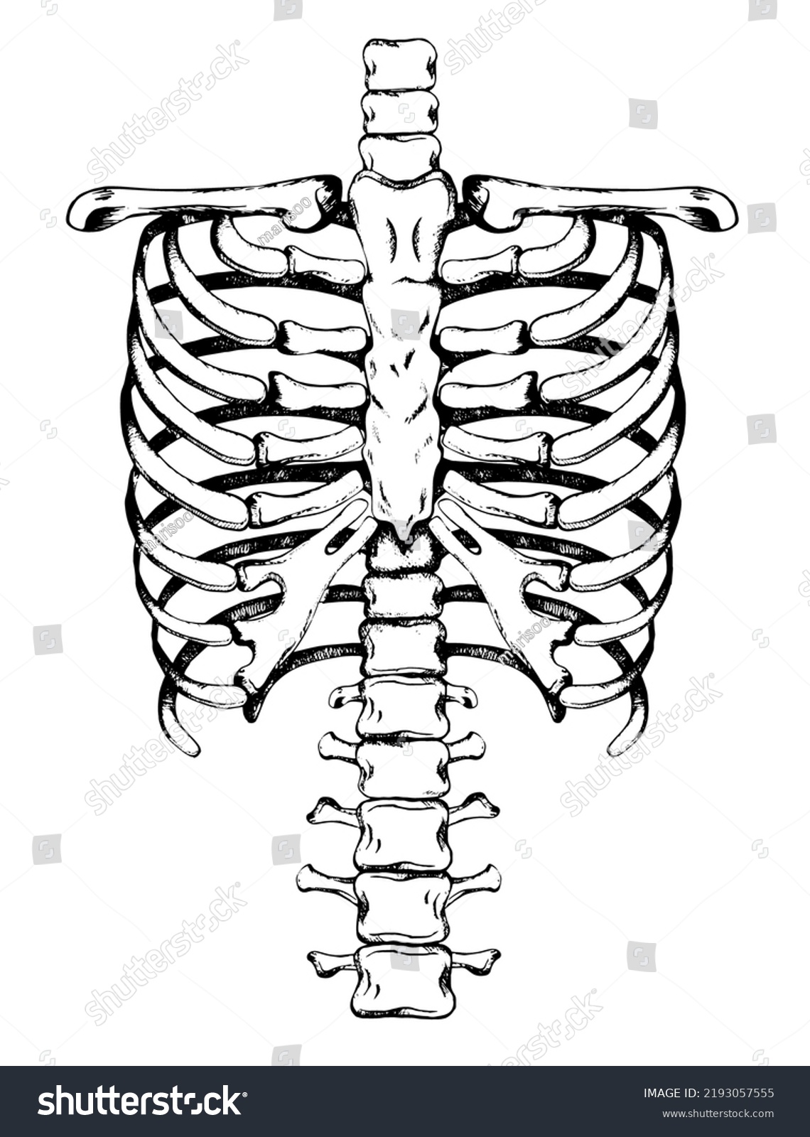 Ribs Spine Human Skeleton Handdrawn Vector Stock Vector (Royalty Free ...