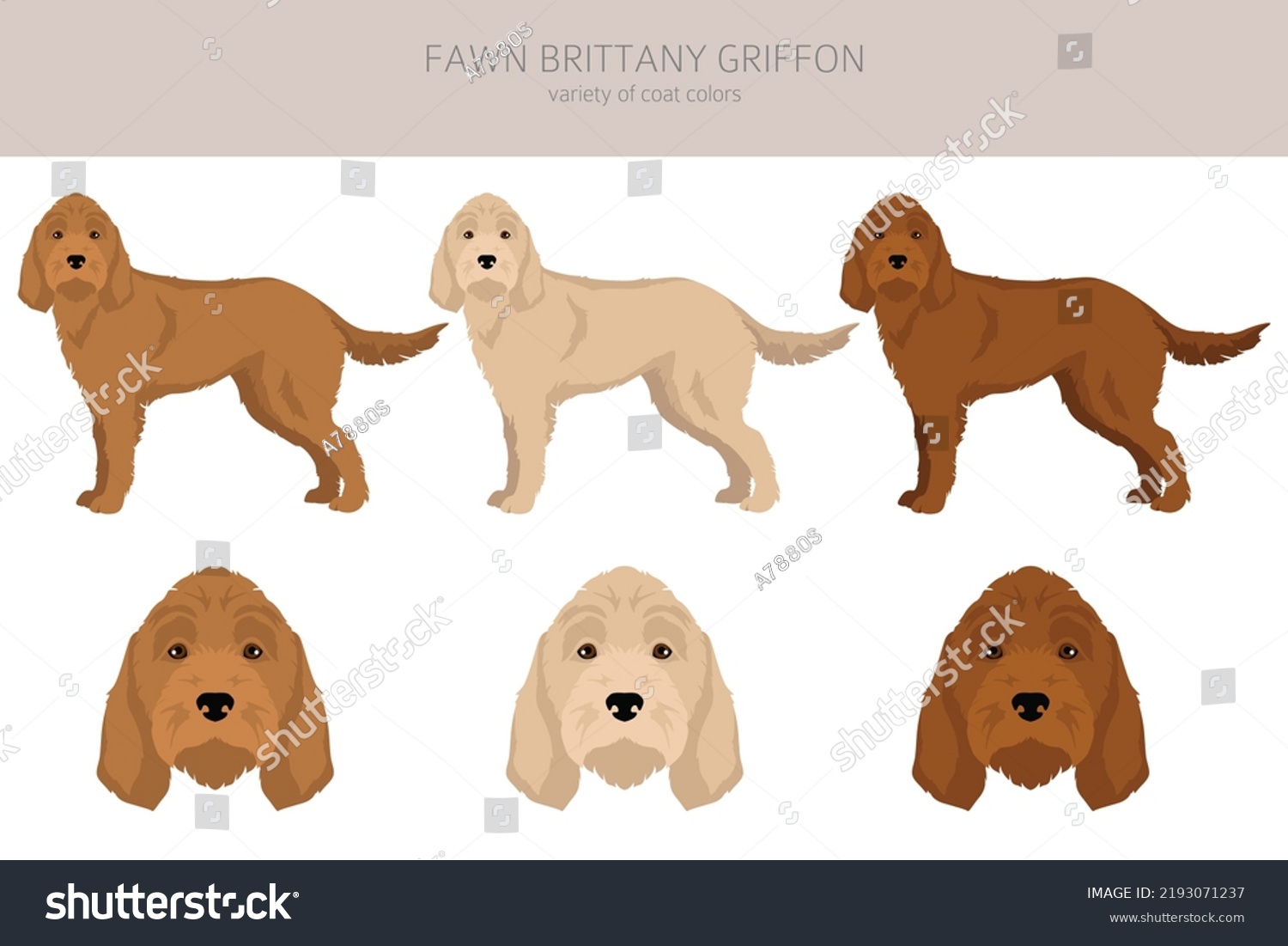 are griffon fauve de bretagne aggressive