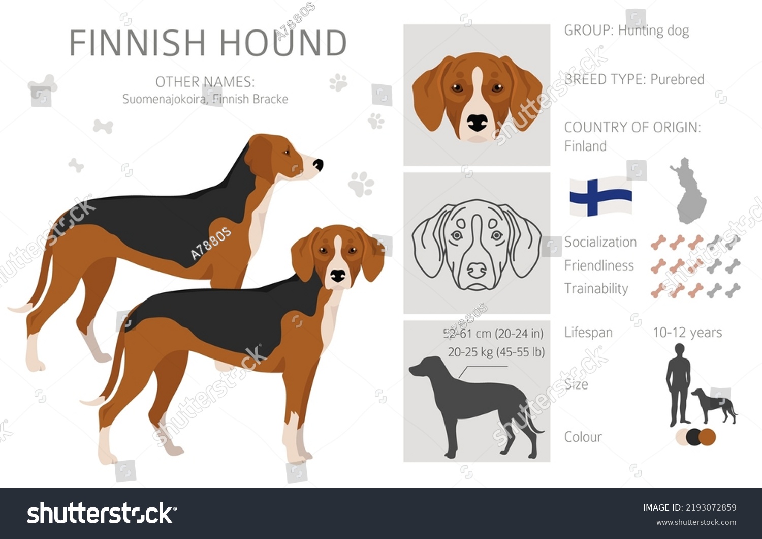 Finnish Hound Clipart Different Coat Colors Stock Vector (Royalty Free ...