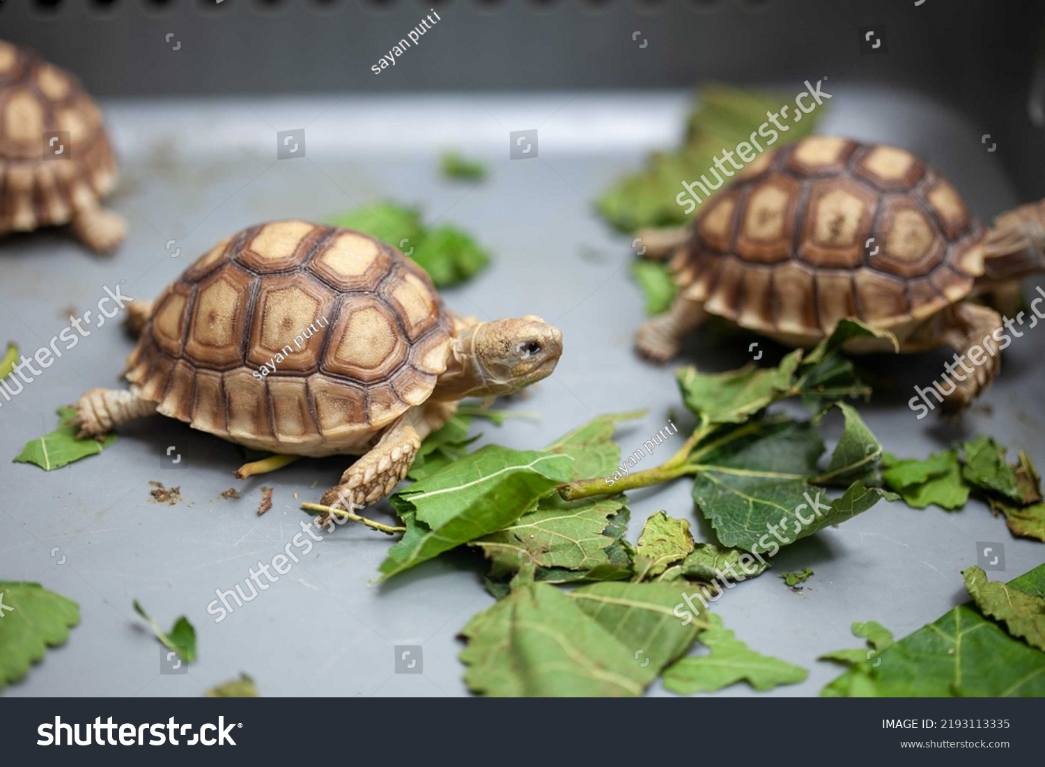 One Month Sulcata Tortoise Laying Down Stock Photo 2193113335 ...