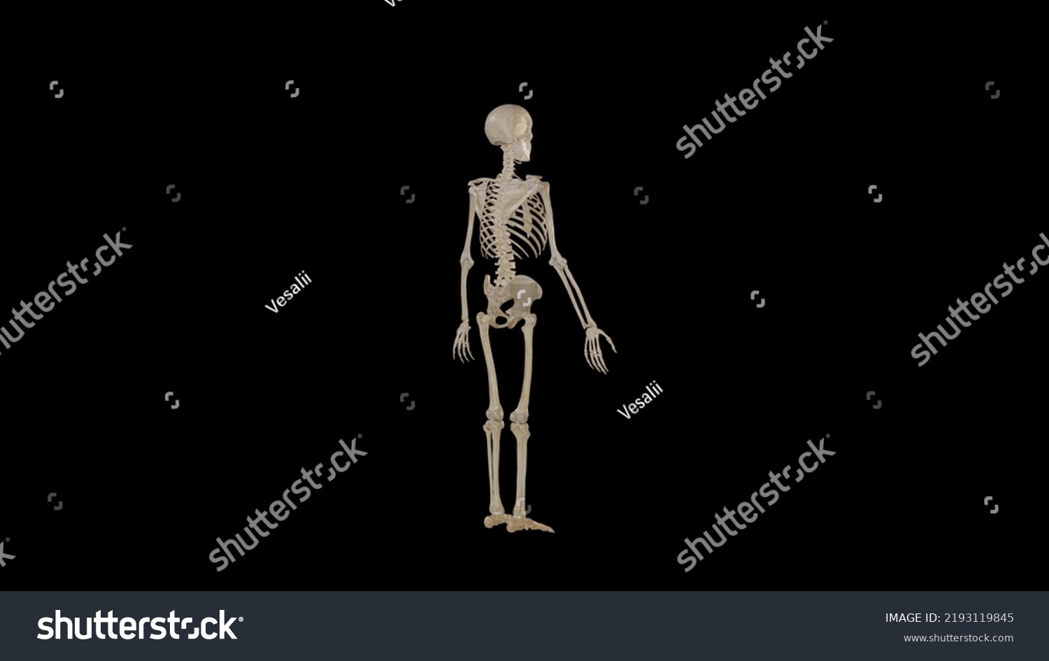 Posteriorlateral View Skeletal System Stock Photo 2193119845 | Shutterstock