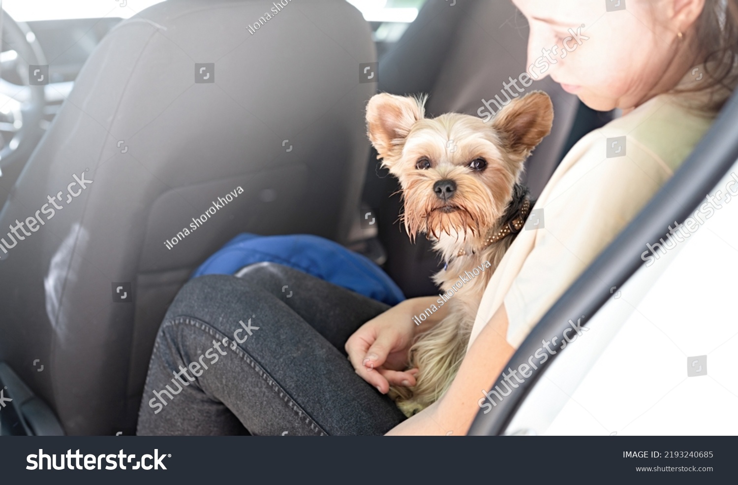 Pet Care Travelling Young Couple Travelling库存照片 Shutterstock