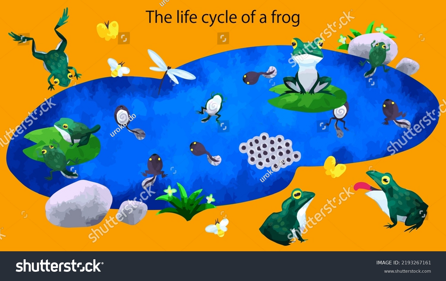 frog cycle vector 91