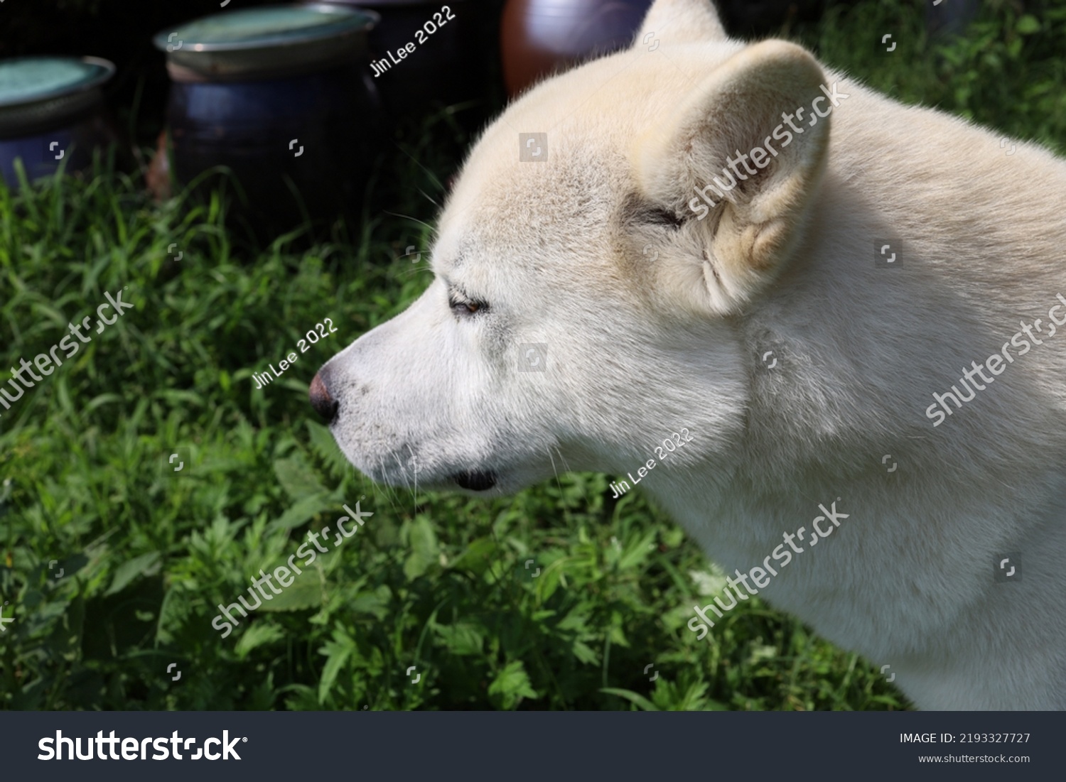 Korean Pungsan Jindo Mix Dog Stock Photo 2193327727 | Shutterstock