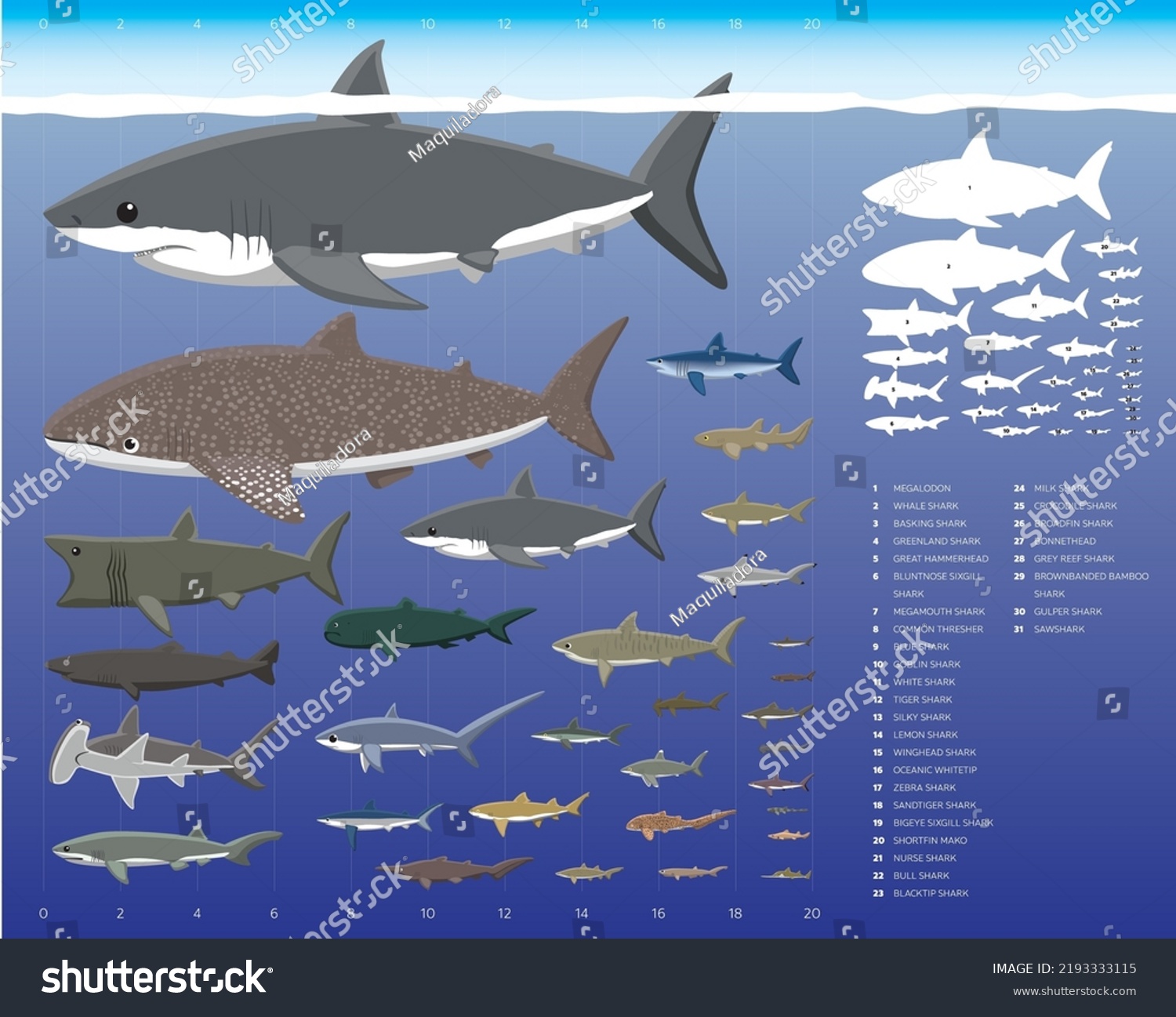 Shark Sizes Comparisons Cartoon Vector Illustration Stock Vector ...