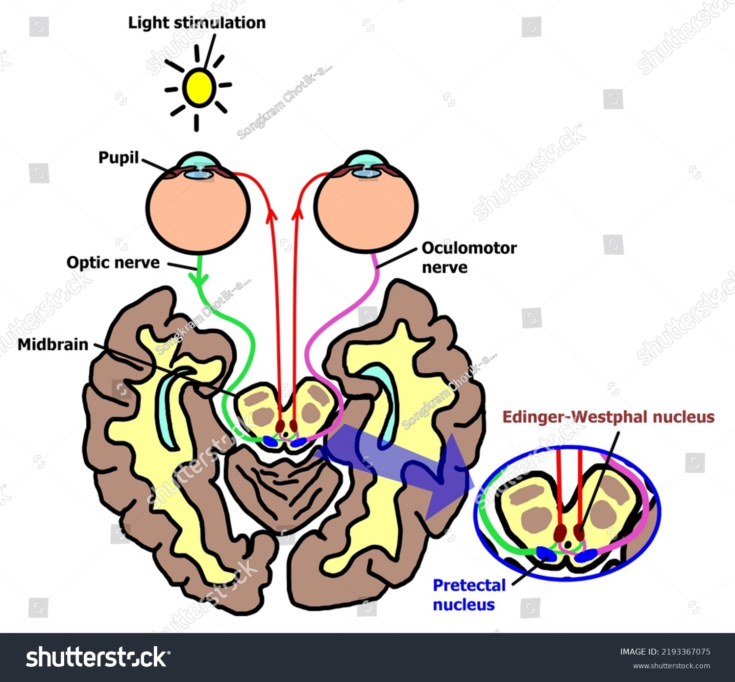 Pathway Pupillary Light Reflex Response Pupillary Stock Illustration ...