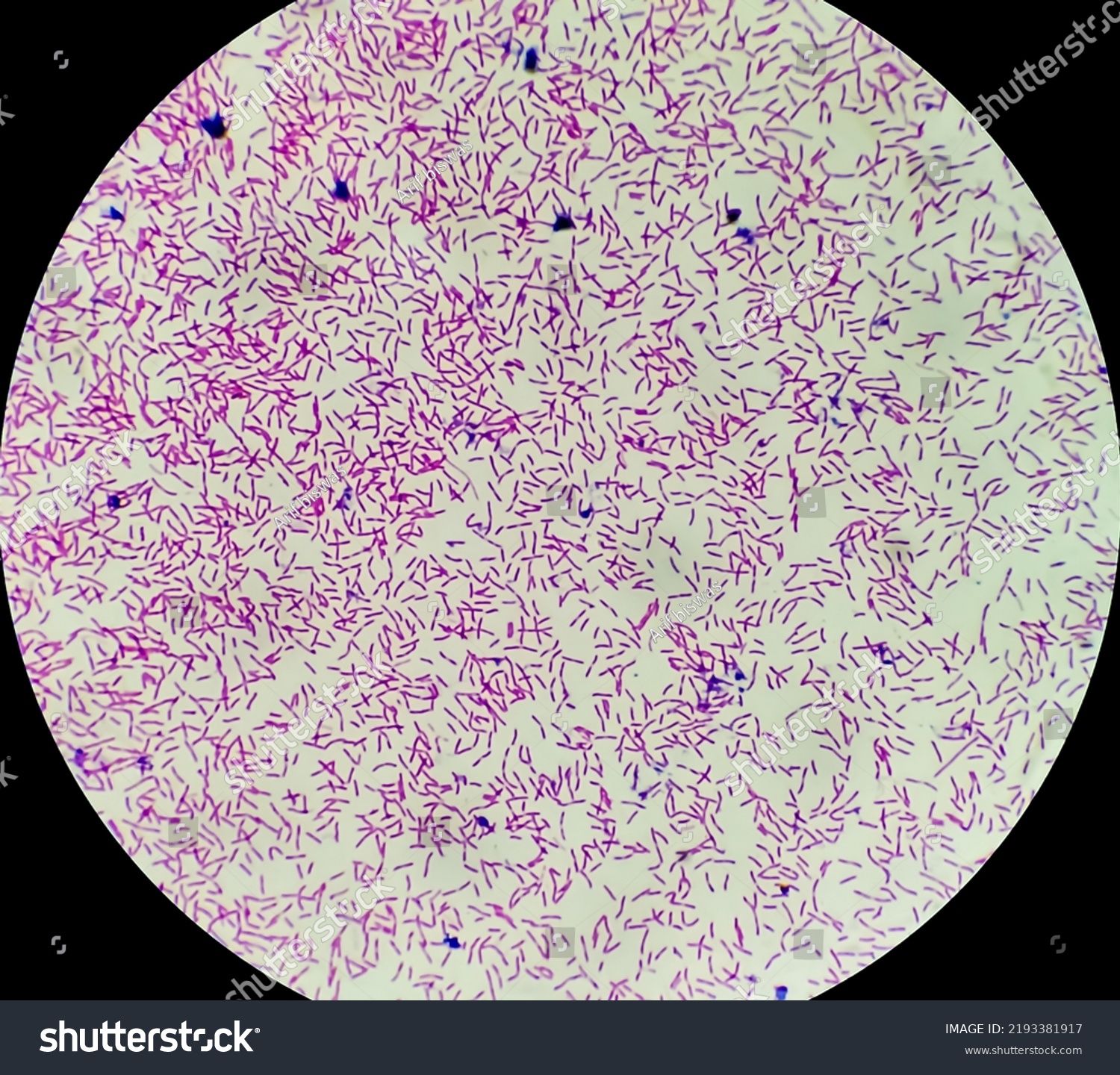 Escherichia Coli Bacterium Ecoli Gramnegative Rodshaped Stock Photo ...