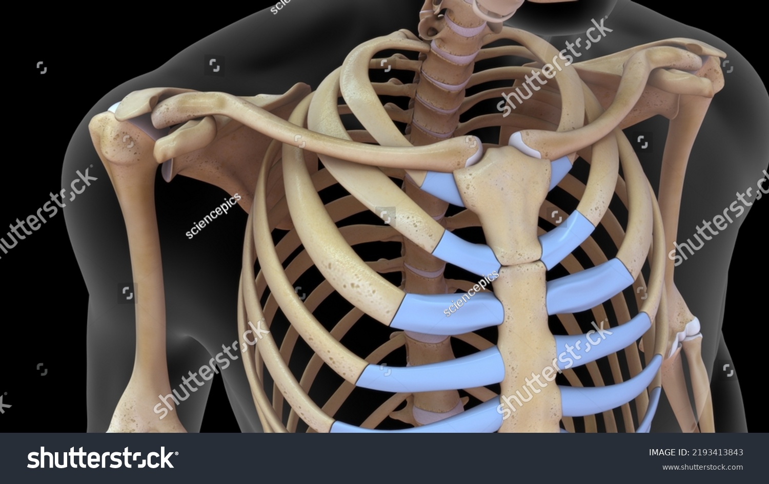 Human Skeleton Scapula Ribs Bone Anatomy Stock Illustration 2193413843 ...