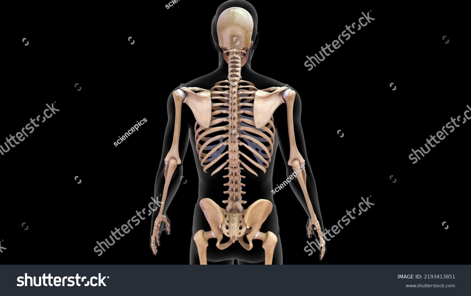 Human Skeleton Scapula Ribs Bone Anatomy Stock Illustration 2193413851 