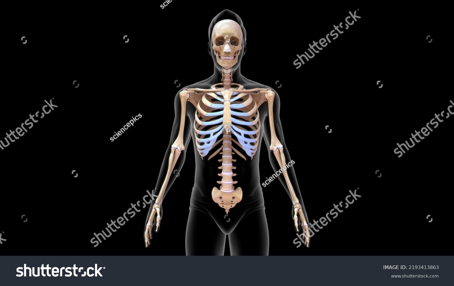 Human Skeleton Scapula Ribs Bone Anatomy Stock Illustration 2193413863 ...