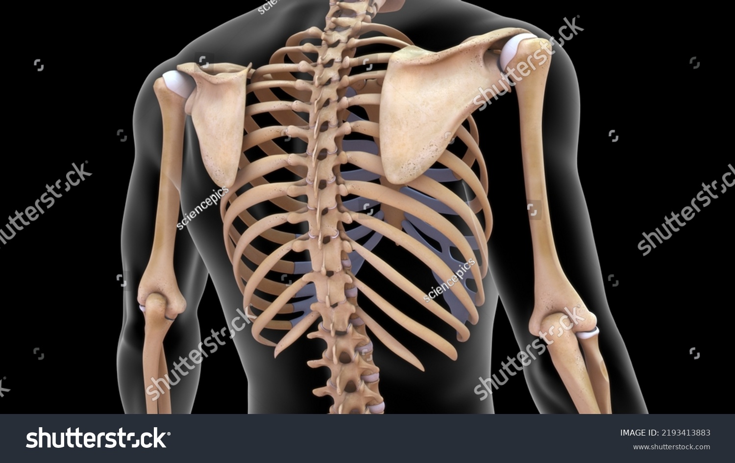 Human Skeleton Scapula Ribs Bone Anatomy Stock Illustration 2193413883 ...