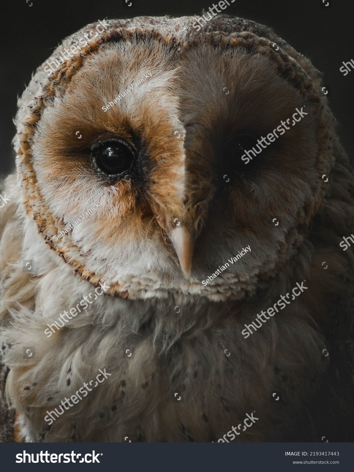 barn owl eyes close up