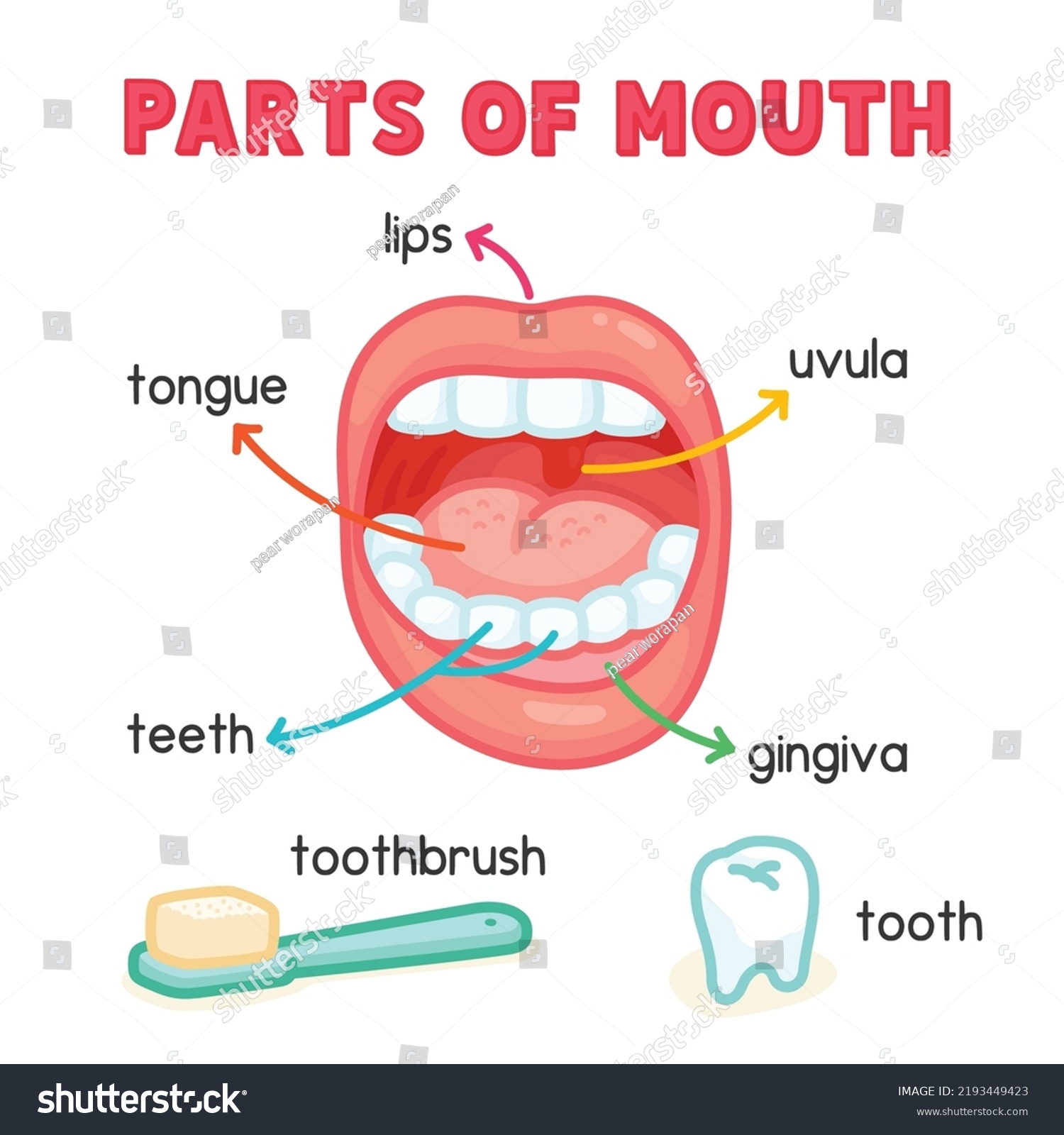 Parts Mouth Diagram Chart Science Subject Stock Vector (Royalty Free