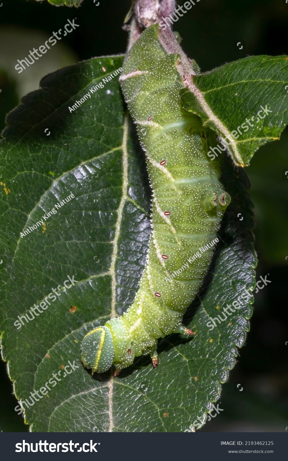 Close Hawk Moth Caterpillar Moving Leaf Stock Photo 2193462125 ...