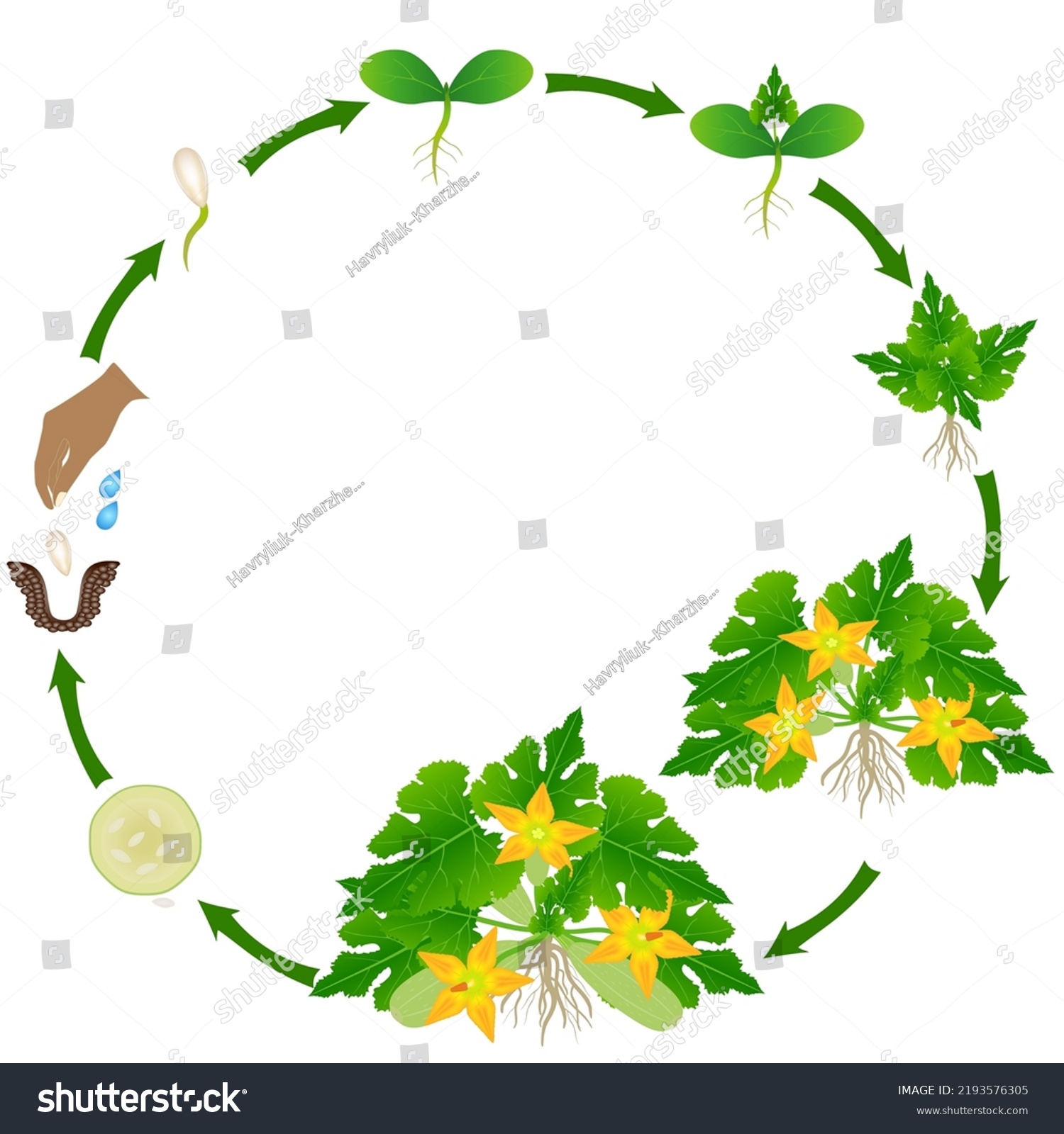 Growth Cycle Zucchini Plant On White Stock Vector (Royalty Free ...