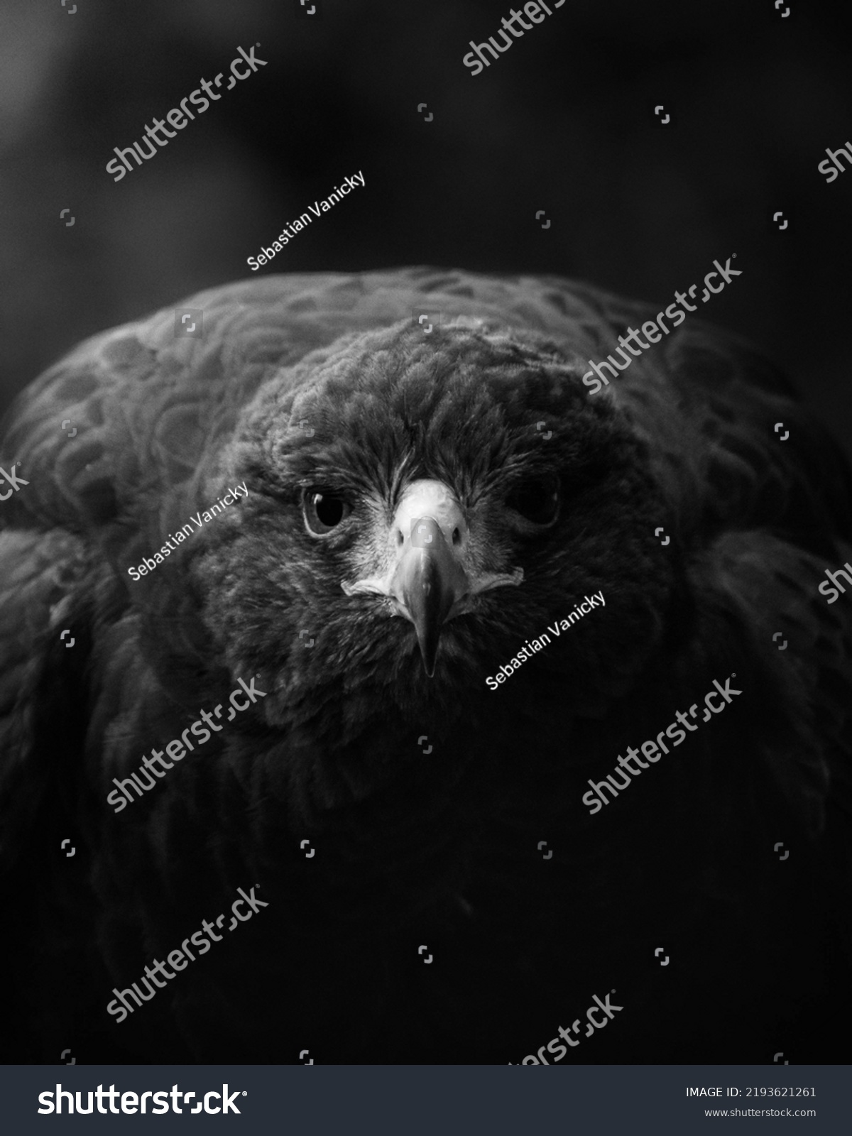 Golden Eagle Black White Portrait Majestic Stock Photo 2193621261 ...