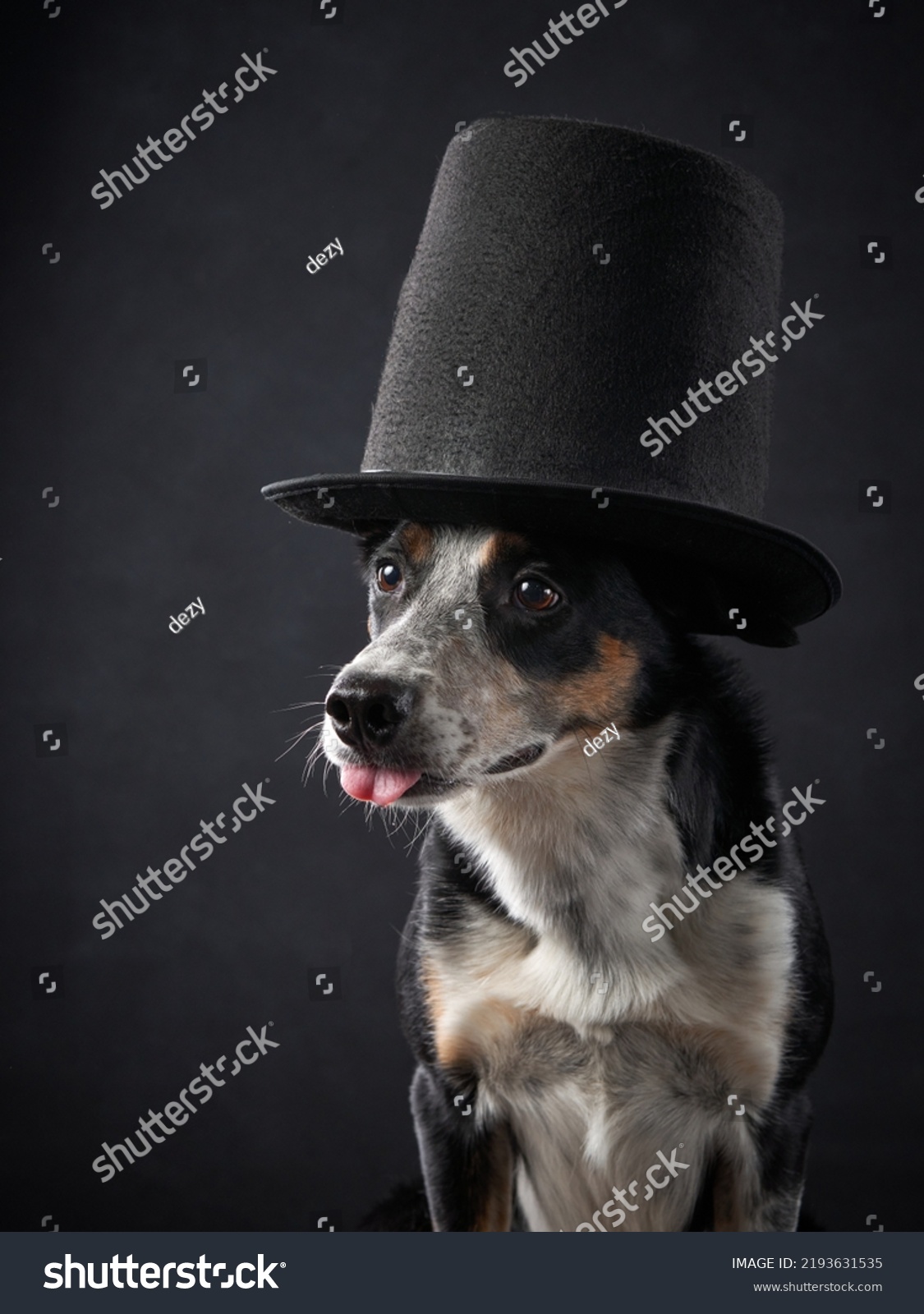 Dog Top Hat Pfp Funny On Dog In Top Hat. Charming Border Collie Stock Photo