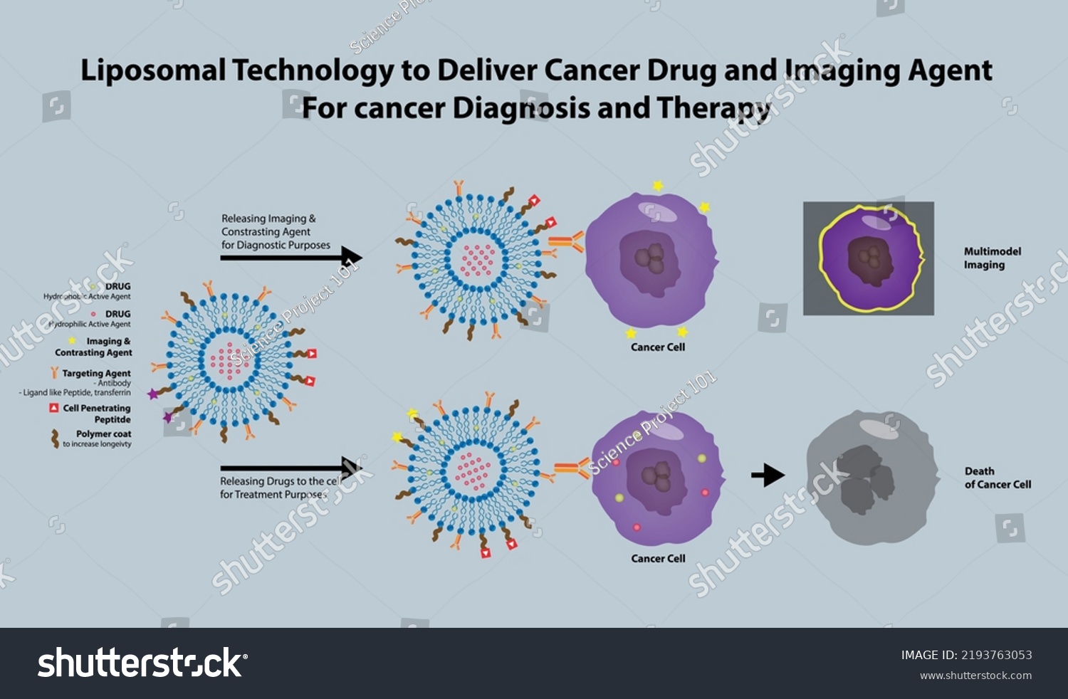 Liposomal Drug Delivery Cancer Multifunctionalized Liposome Stock ...