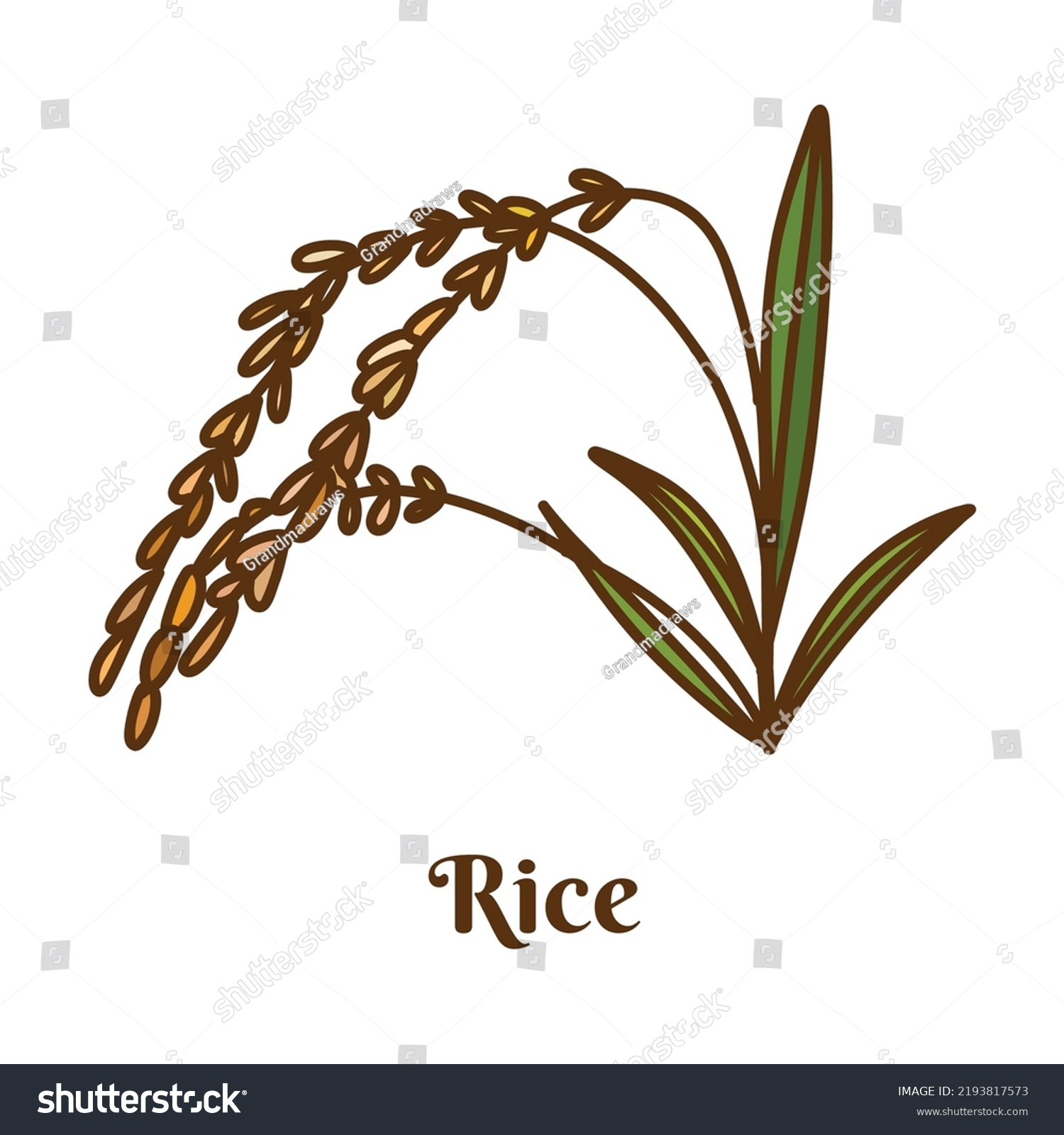 Hand Drawn Vector Illustration Rice Plant Stock Vector (Royalty Free ...