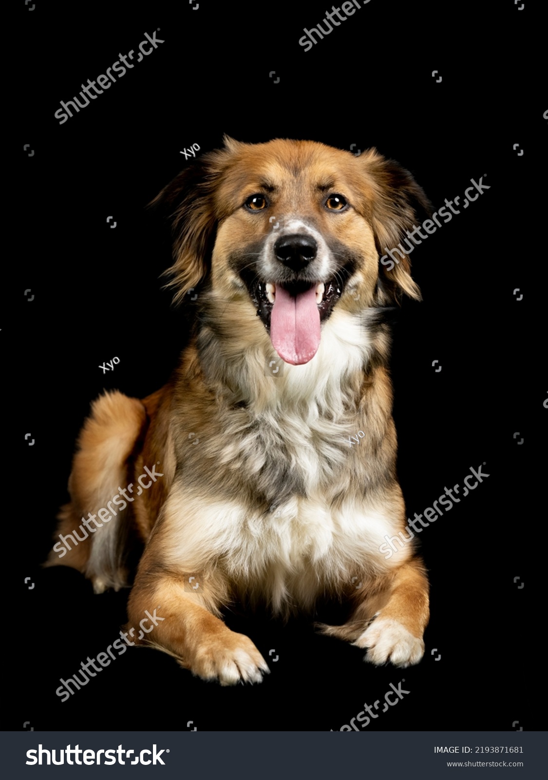 Portrait Tricolor Sheepdog Lying Down Black Stock Photo 2193871681 ...