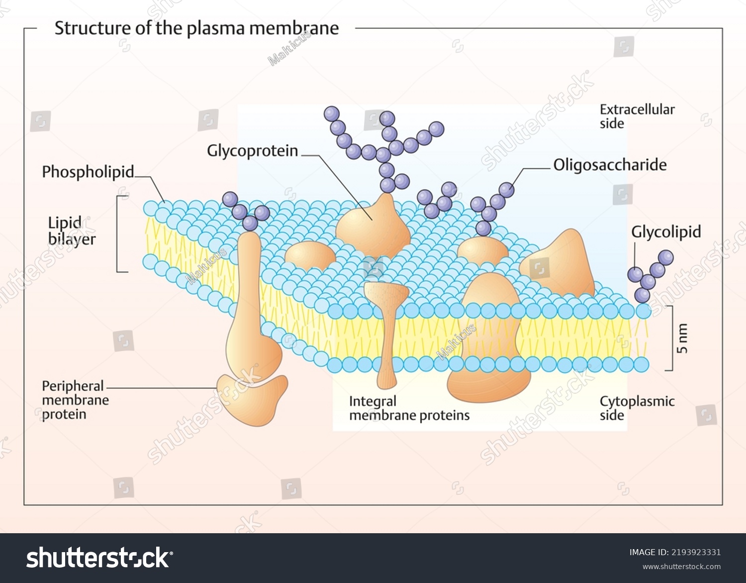 Detailed Structure Plasma Membrane Eukaryotic Cell Stock Illustration ...