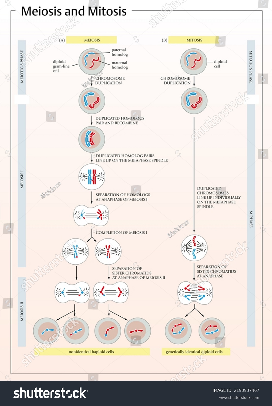 Detailed Illustration Mitosis Meiosis Process Stock Illustration ...