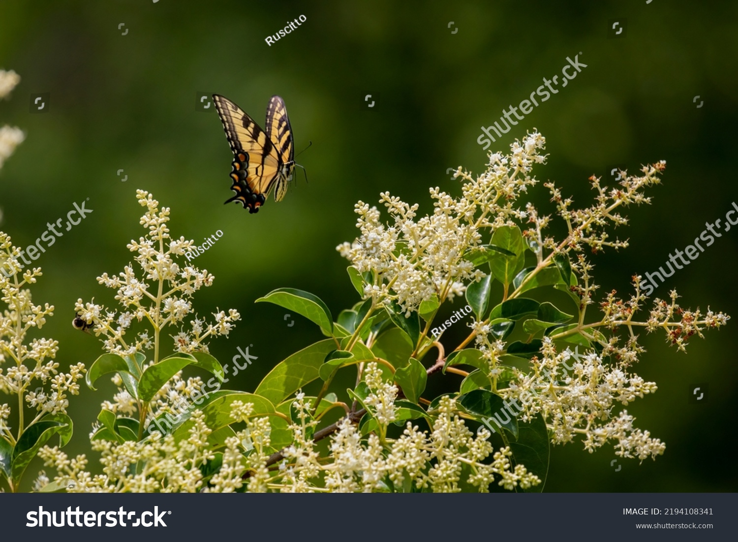 423 Japanese swallowtail butterfly Images, Stock Photos & Vectors ...