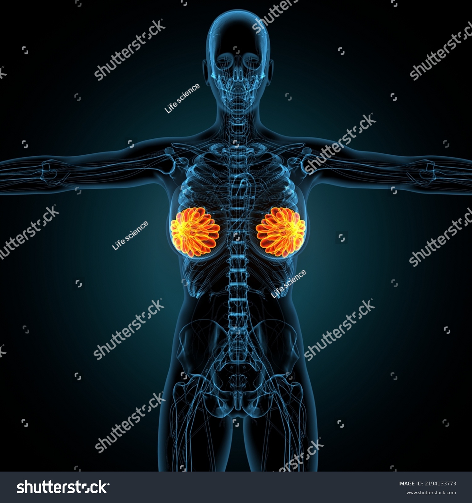 3d Render Female Breast Anatomy Stock Illustration 2194133773 Shutterstock 8430