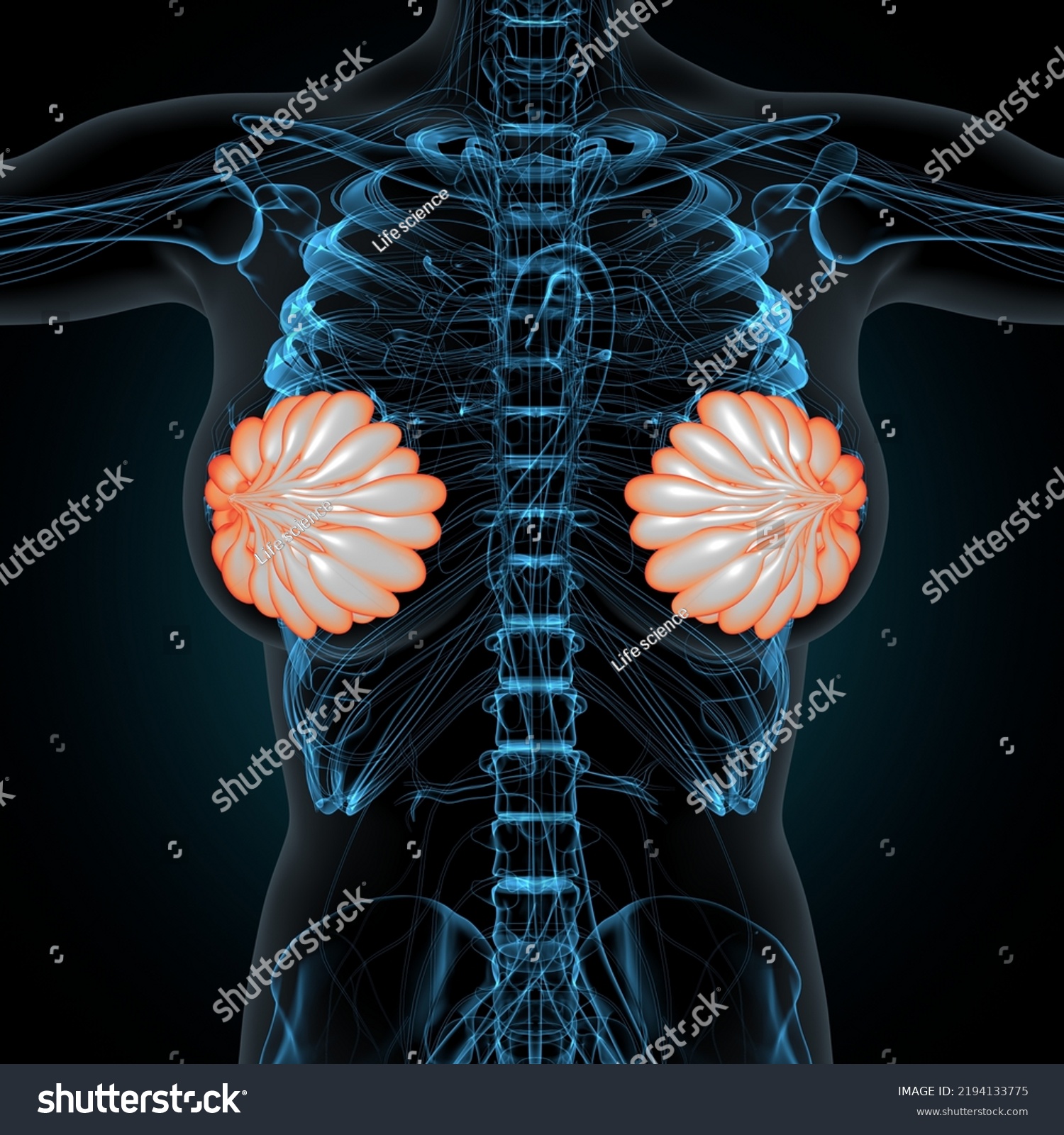 3d Render Female Breast Anatomy Stock Illustration 2194133775 Shutterstock 3816