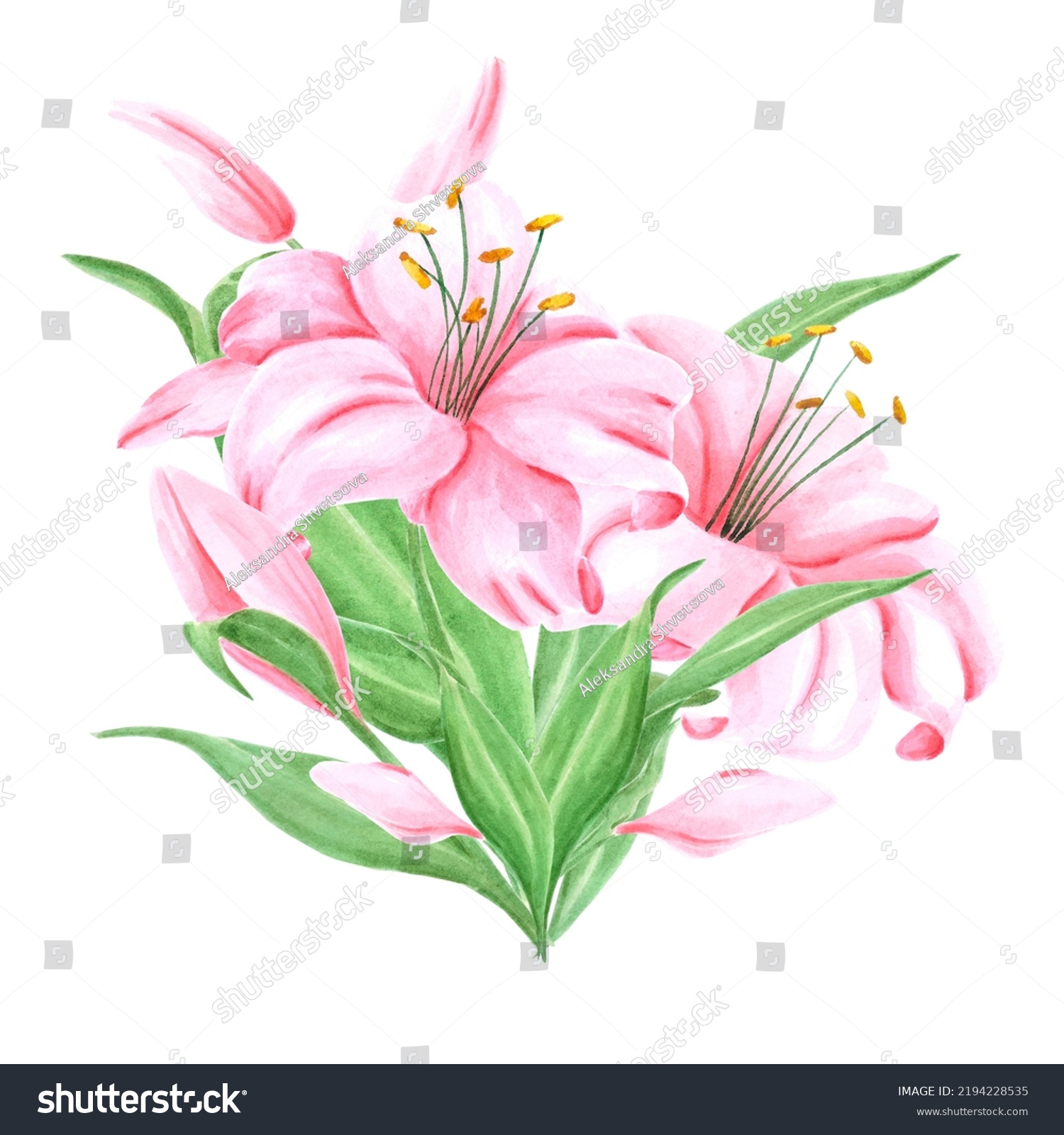 Handdrawn Watercolor Pink Lily Flower Bouquet Stock Illustration ...