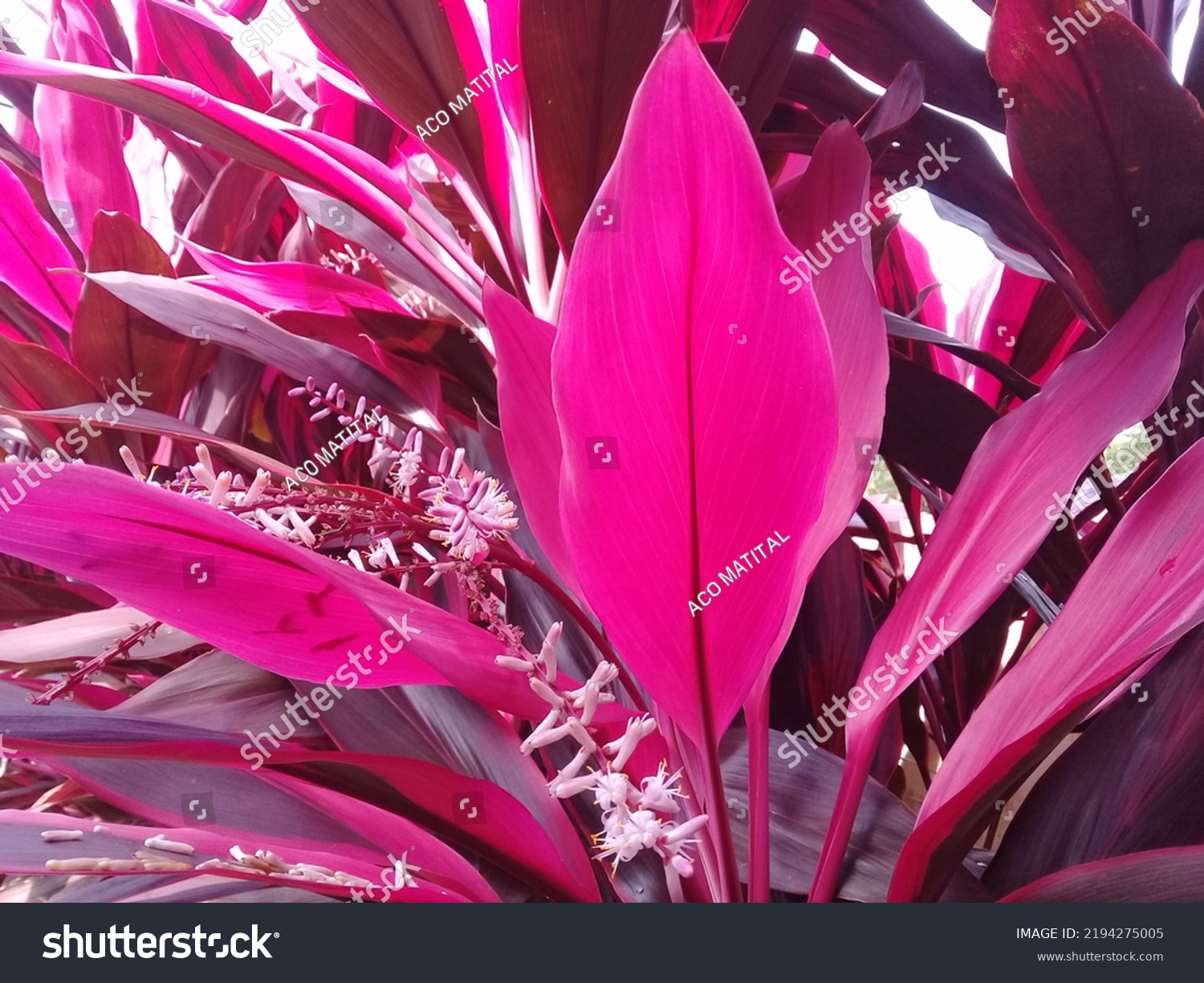 Cordyline Flowers Group Stemmed Monocotyledonous Plants Stock Photo 2194275005 Shutterstock