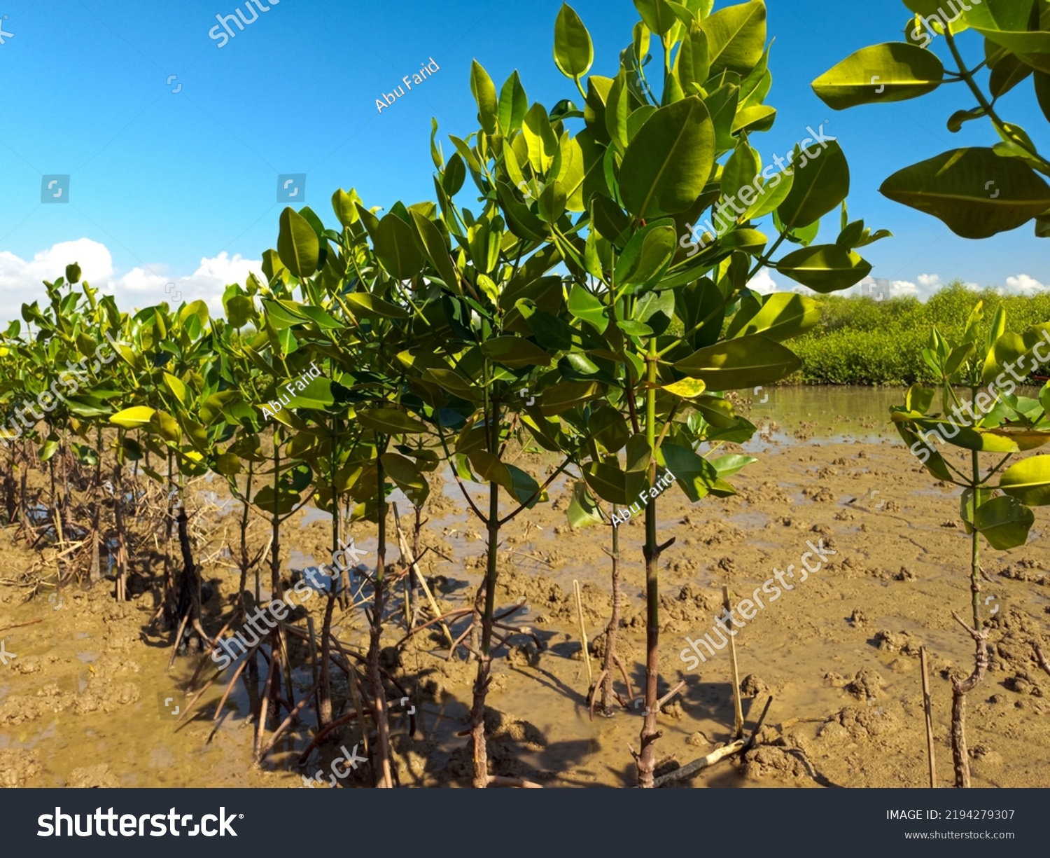 Mangrove Shoots Grow Mangrove Forest Northern Stock Photo 2194279307