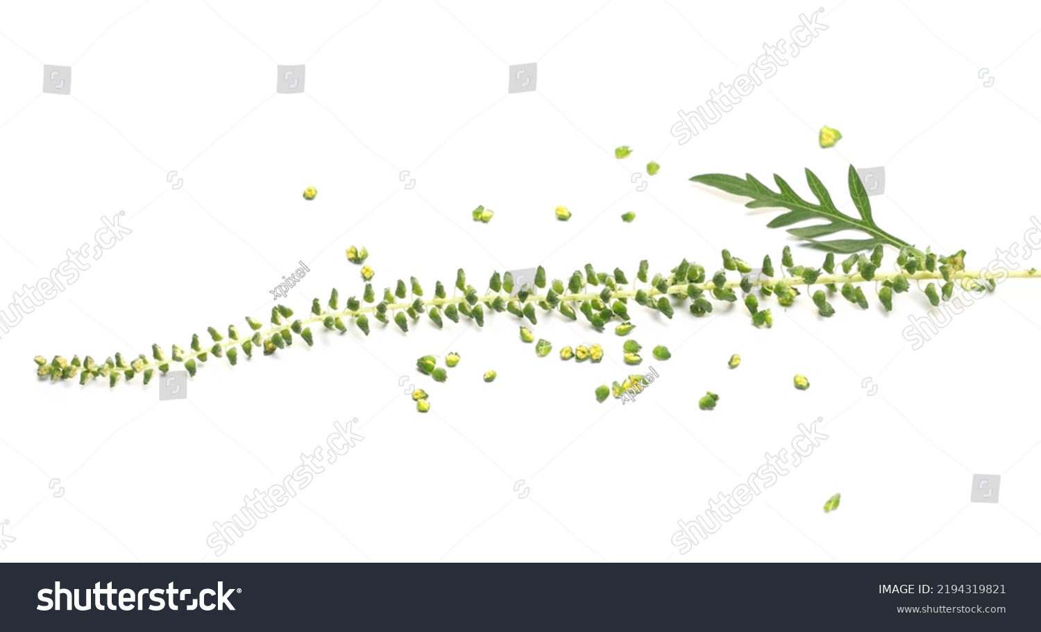 Fresh Common Ragweed Flower Ambrosia Artemisiifolia Stock Photo ...