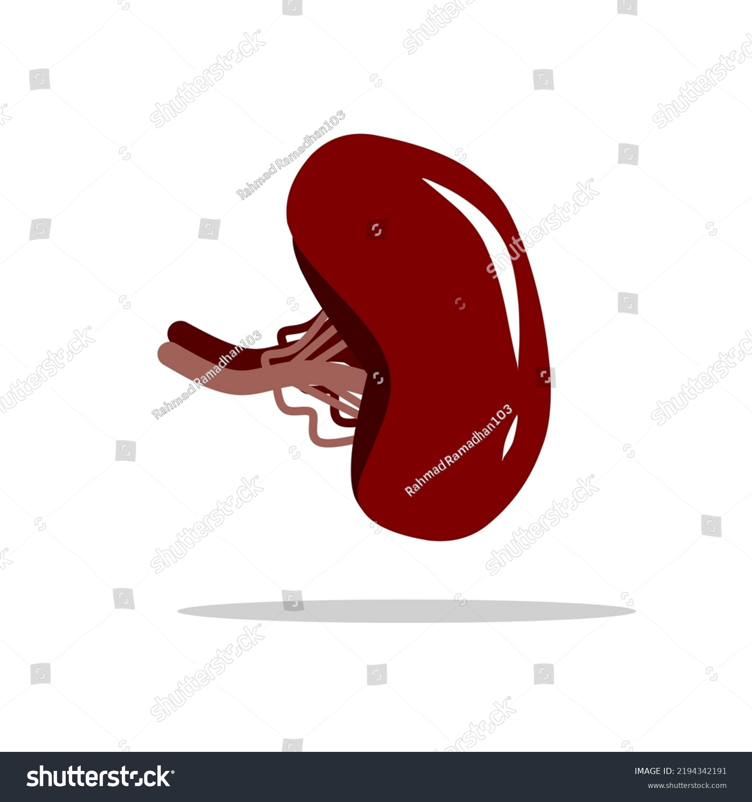 Human Spleen Cartoon Photo Vector Illustration Stock Vector (Royalty ...