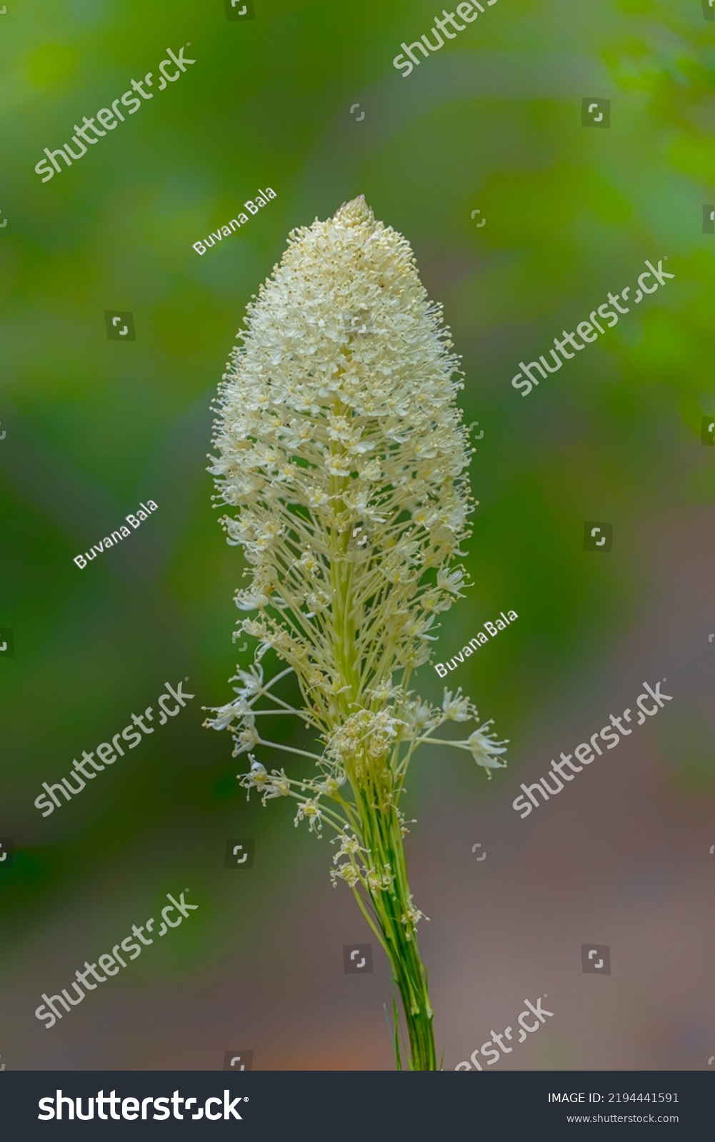 Bear Grass Bloom Isolated Blurred Green Stock Photo 2194441591