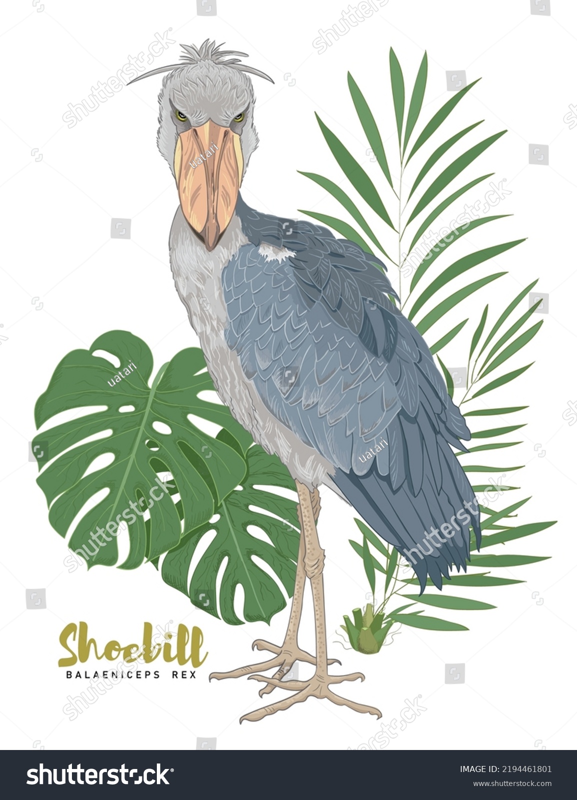 Shoebill Vector Illustration Balaeniceps Rex Cartoon Stock Vector ...