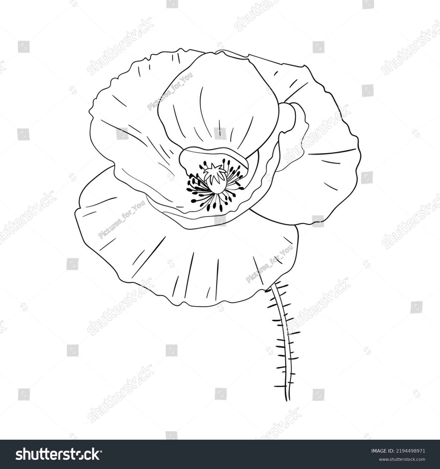 Poppy Flower Line Drawing Vector Illustration Stock Vector (Royalty ...