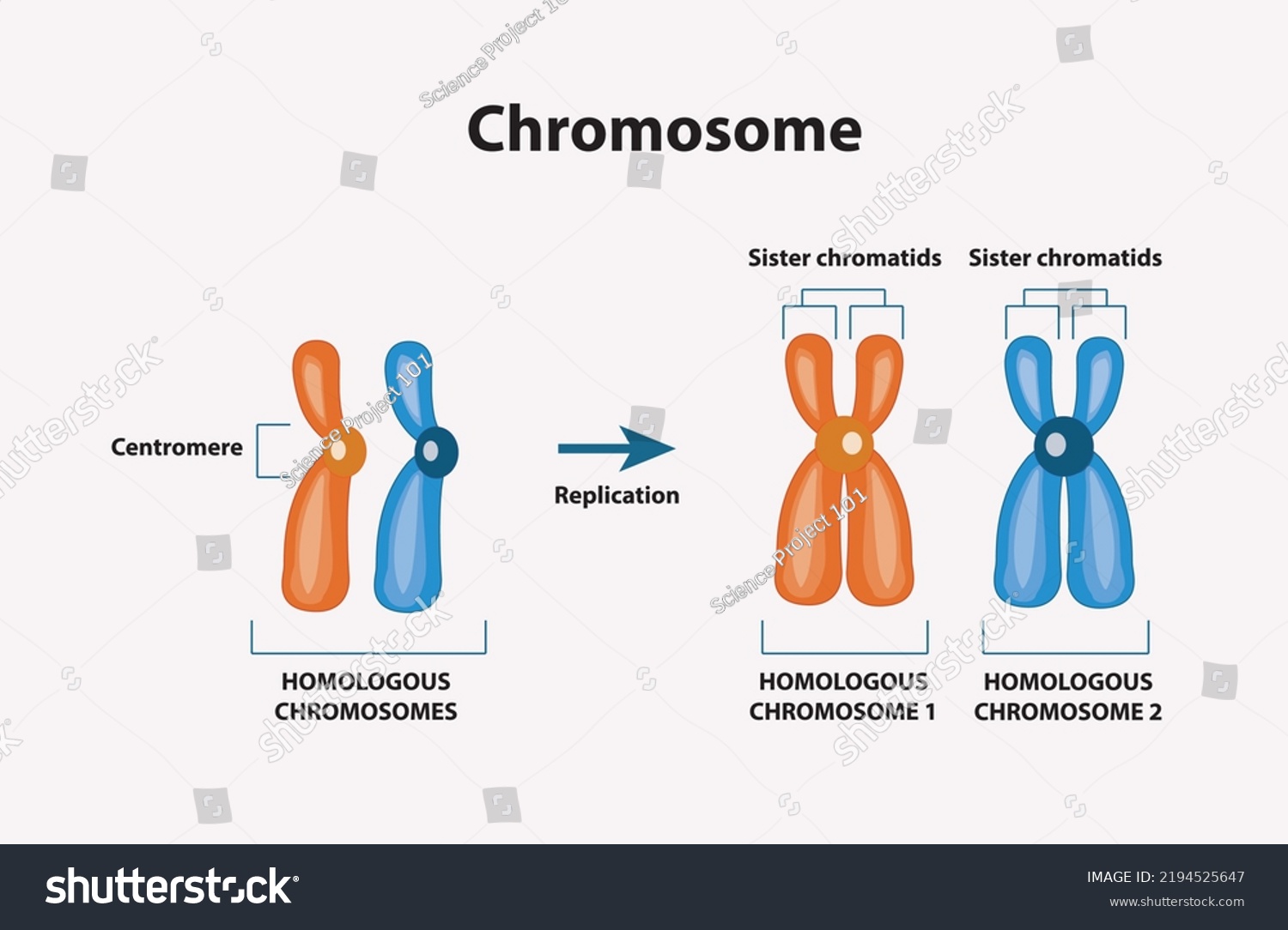 pair-homologous-chromosomes-chromatids-difference-between-stock-vector