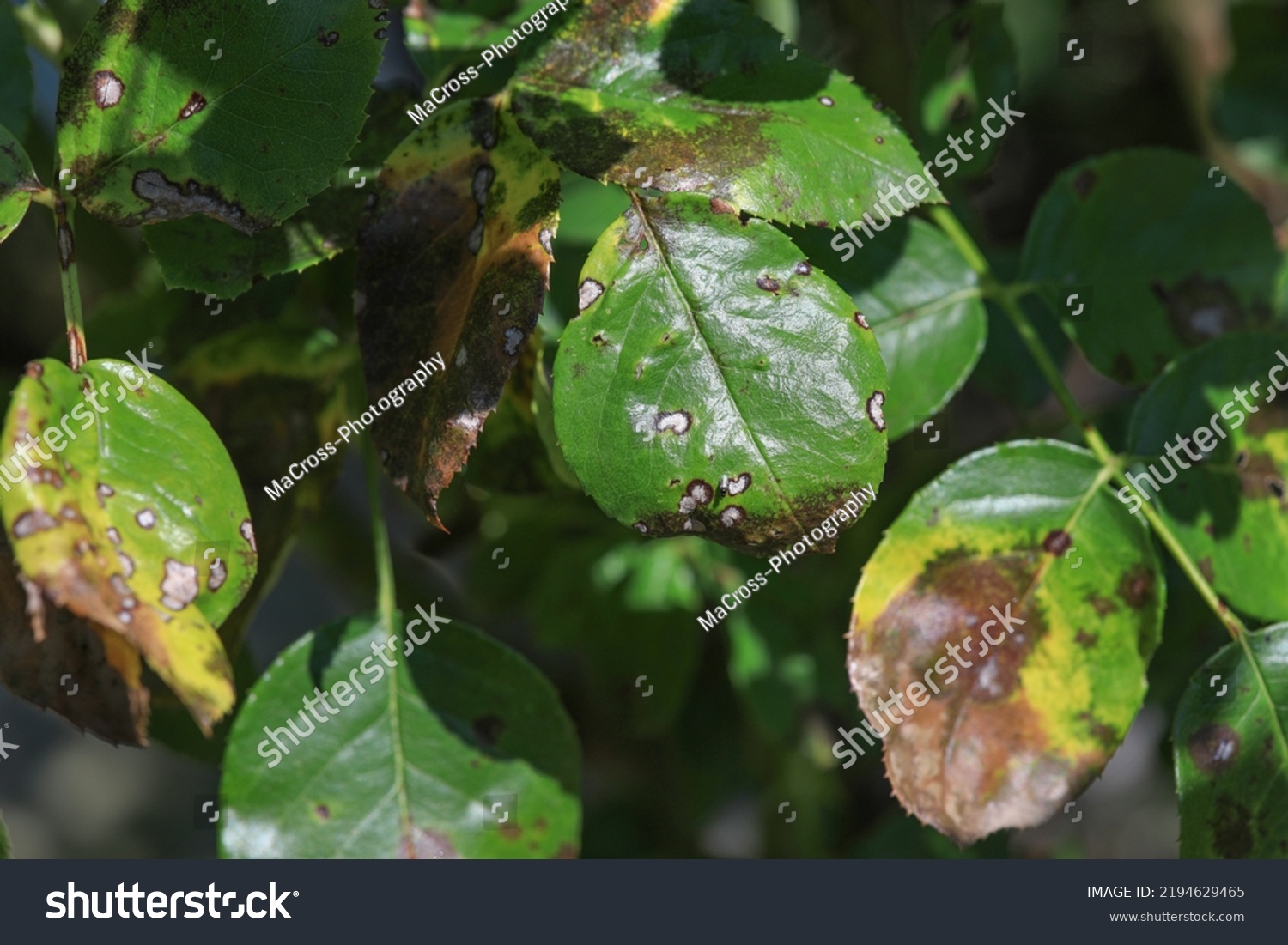 Plant Disease Roses Such Mildew Rust Stock Photo 2194629465 | Shutterstock